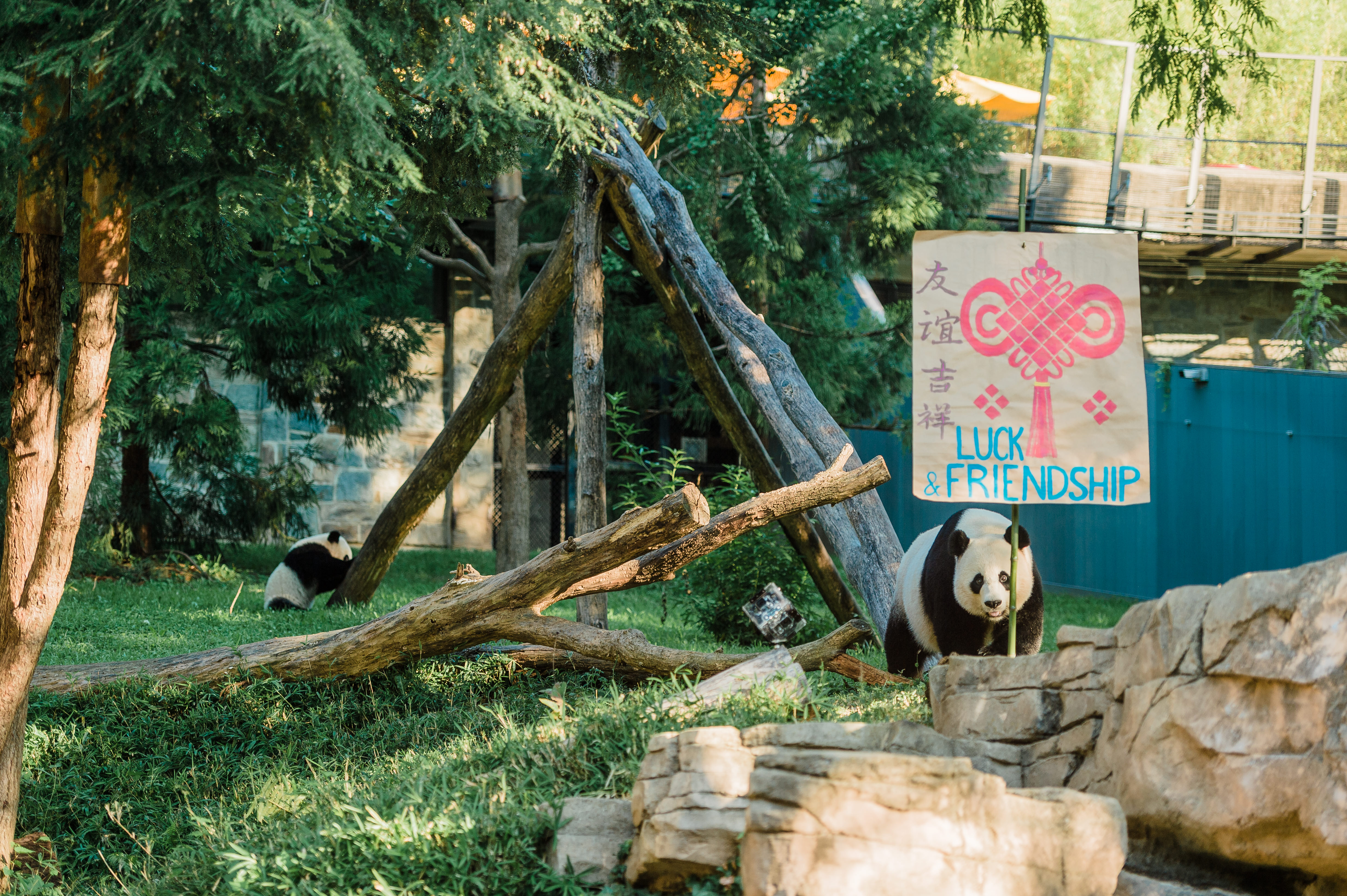 Giant panda Mei Xiang selects the Zhuazhou symbolizing luck and friendship on behalf of Bei Bei Giant panda Mei Xiang selects the Zhuazhou symbolizing luck and friendship on behalf of Bei Bei
