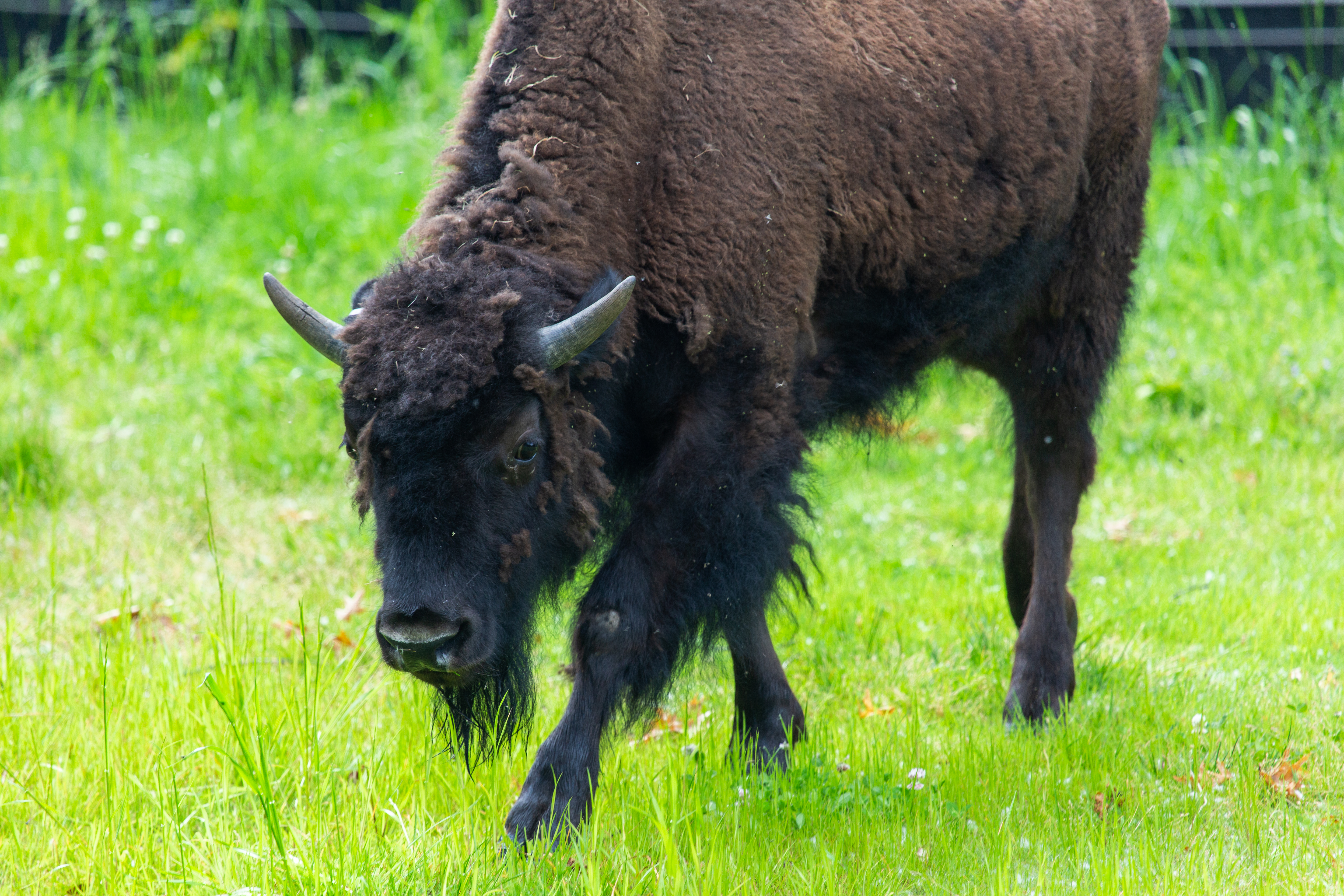 The Smithsonian’s National Zoo and Conservation Biology Institute introduce two juvenile female American bison. Bison “Gally" was named by Gallaudet University students. Bison shed their winter coat every spring. American bison Gally at the Smithsonian's National Zoo