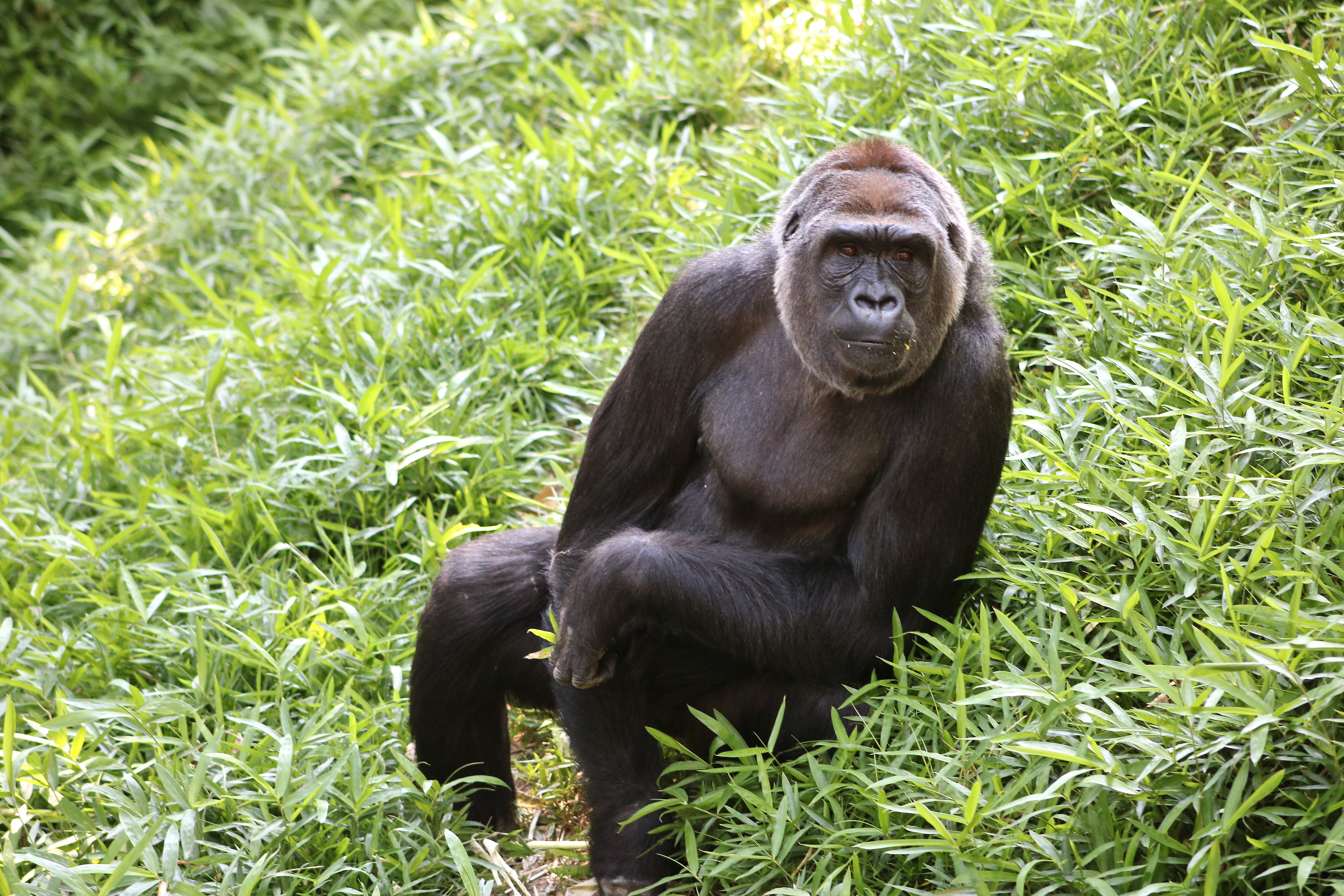 Calaya takes in the scenery at the Great Ape House outdoor habitat. Western Lowland Gorilla Calaya