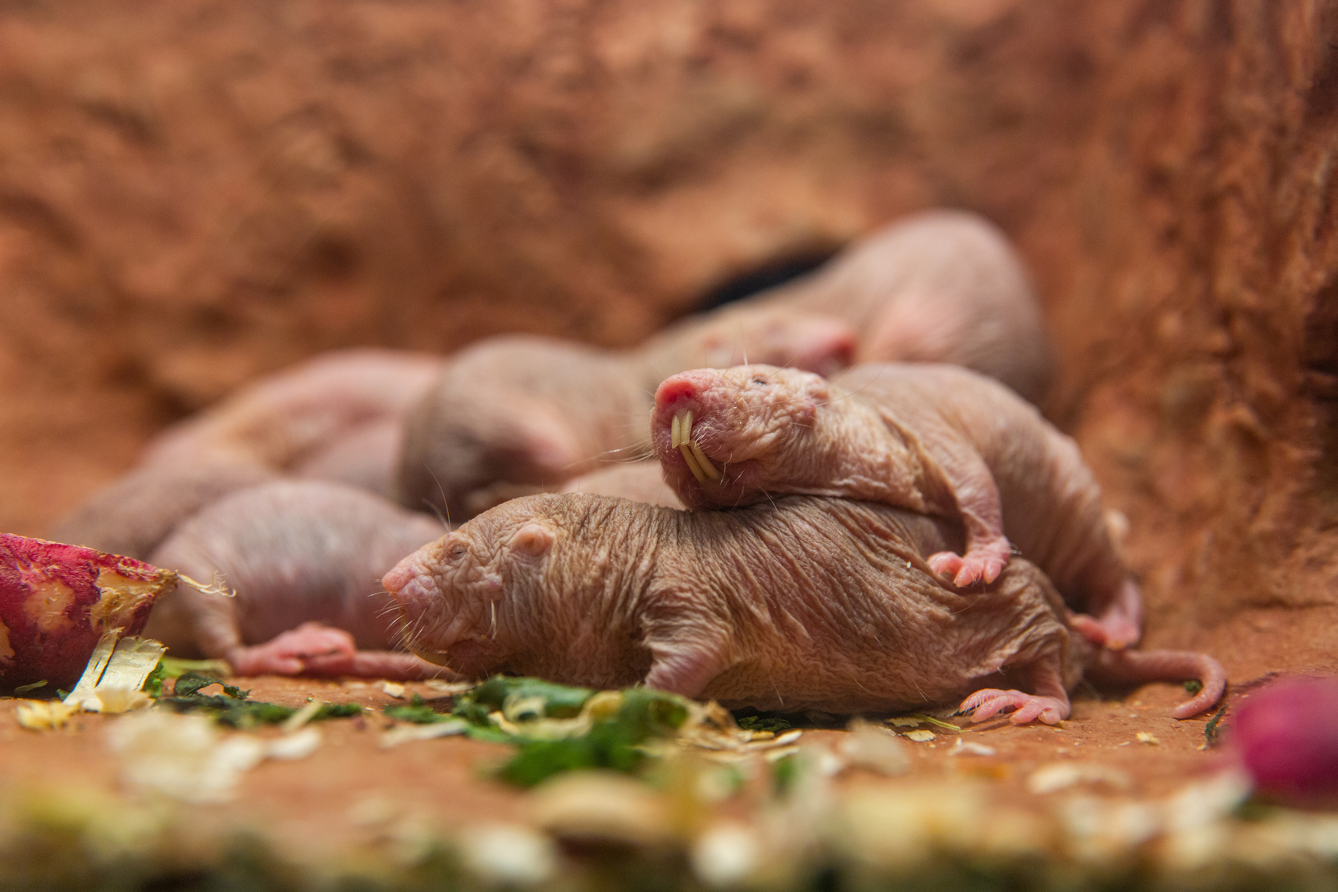 Naked mole-rats in their new home. Naked mole-rats in their new home.
