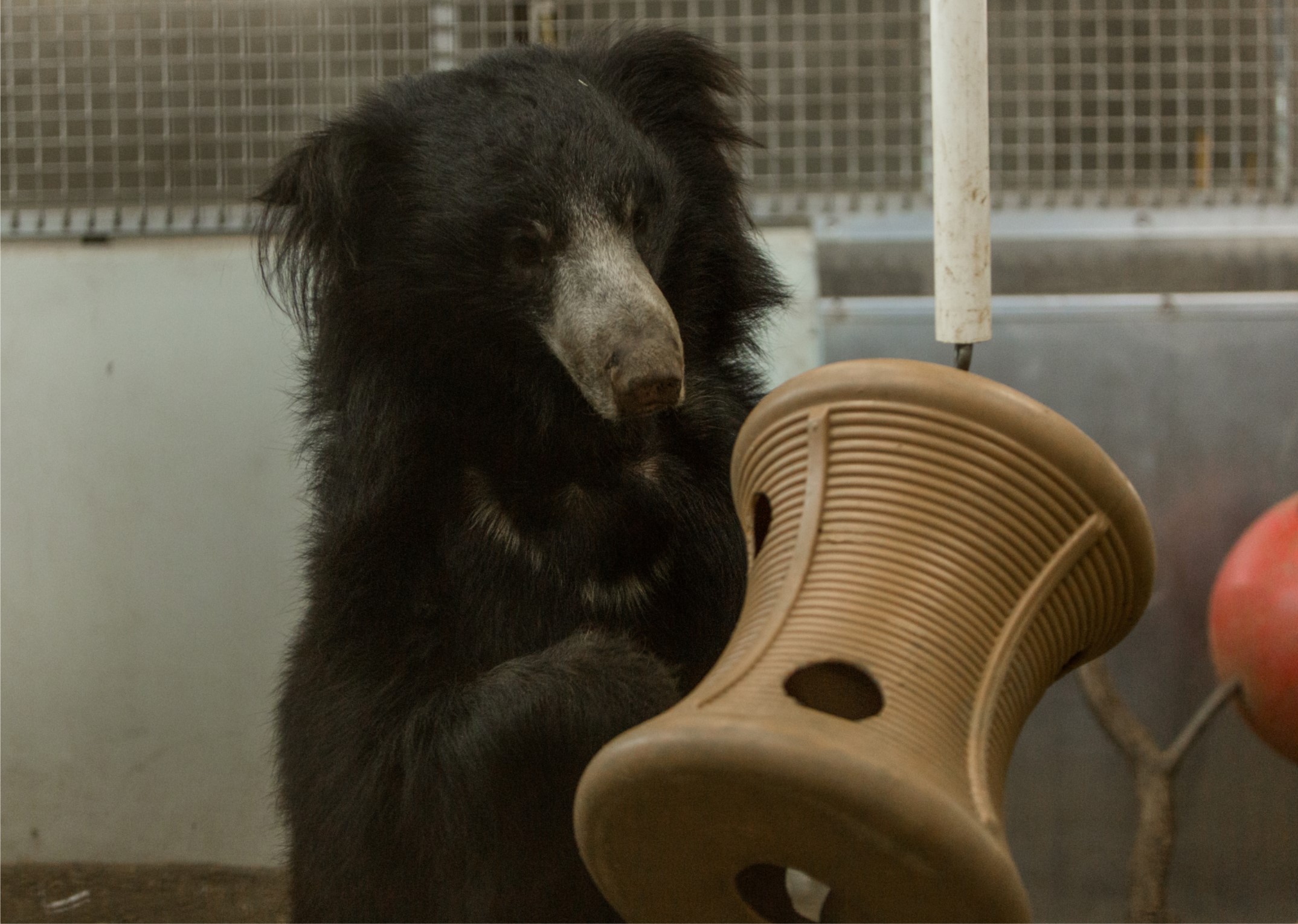 While in quarantine, sloth bear Niko plays with an enrichment item in Asia Trail's off-exhibit area. To keep Niko mentally and physically stimulated, keepers are providing him with a variety of enrichment, including tree trunks, branches, bobbin toys and puzzle feeders. A male sloth bear playing with an enrichment toy