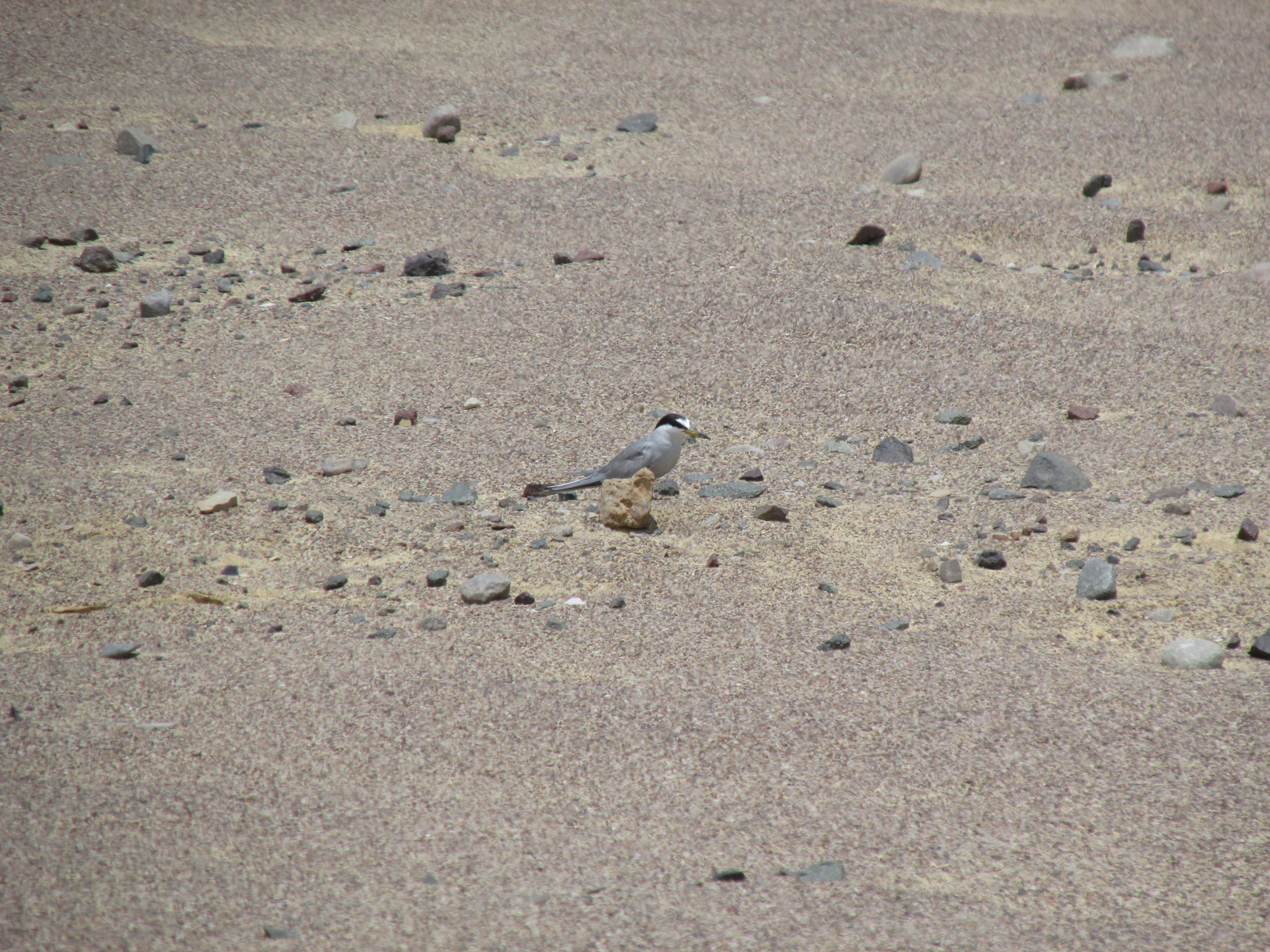 A shorebird, called a Peruvian tern, with white feathers and a black "mask" of feathers. The bird stands camouflaged among the desert landscape of Peru's Paracas National Reserve.