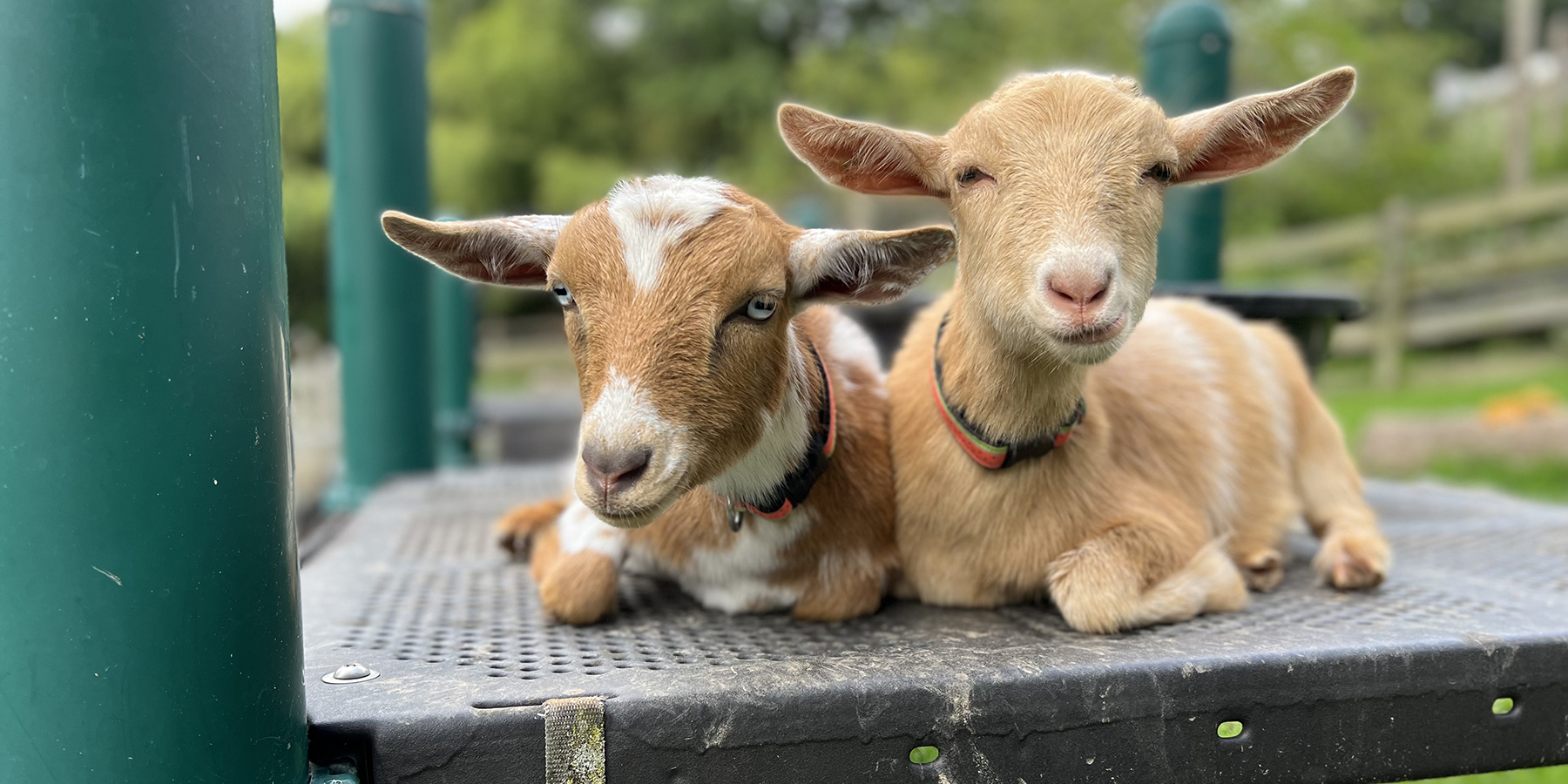 Nigerian dwarf goats Wilma (left) and Betty.