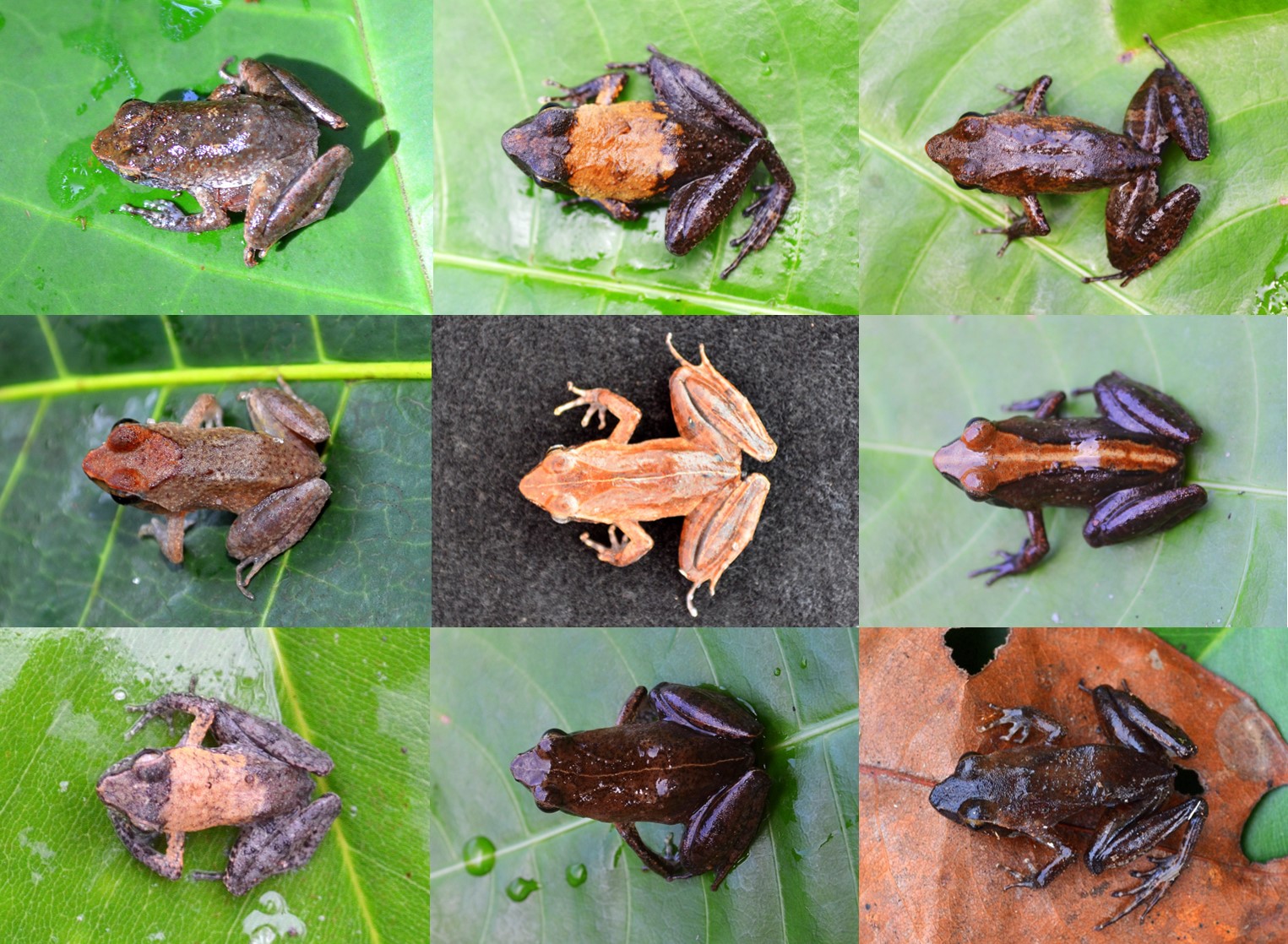 Though these frogs may appear to be different species, DNA barcoding revealed that they all belong to the same species: the Eared River Frog (Phrynobatrachus auritus). DNA barcoding revealed that these frogs all belong to the same species: the Eare