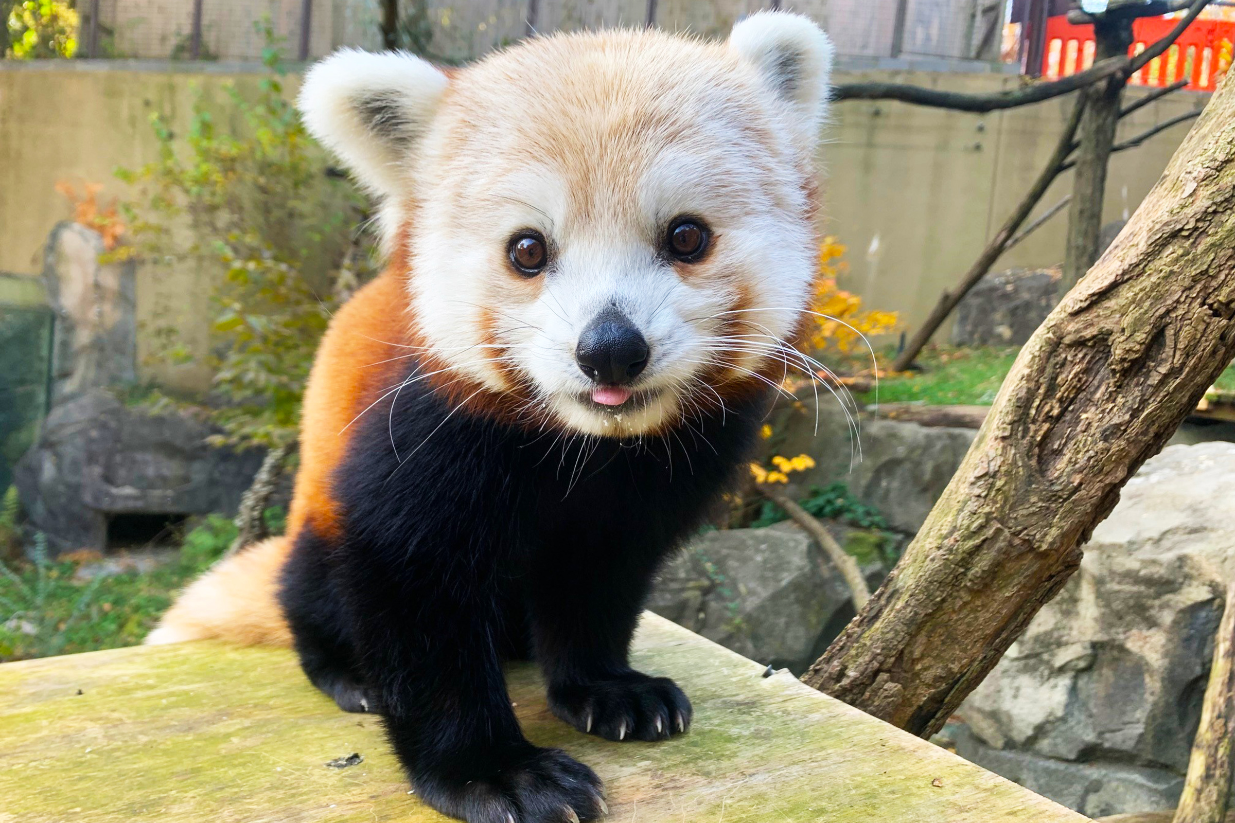 Red panda Chris-Anne is reserved and tends to follow Asa's lead. Close-up of red panda Chris-Anne sitting in her outdoor habitat.