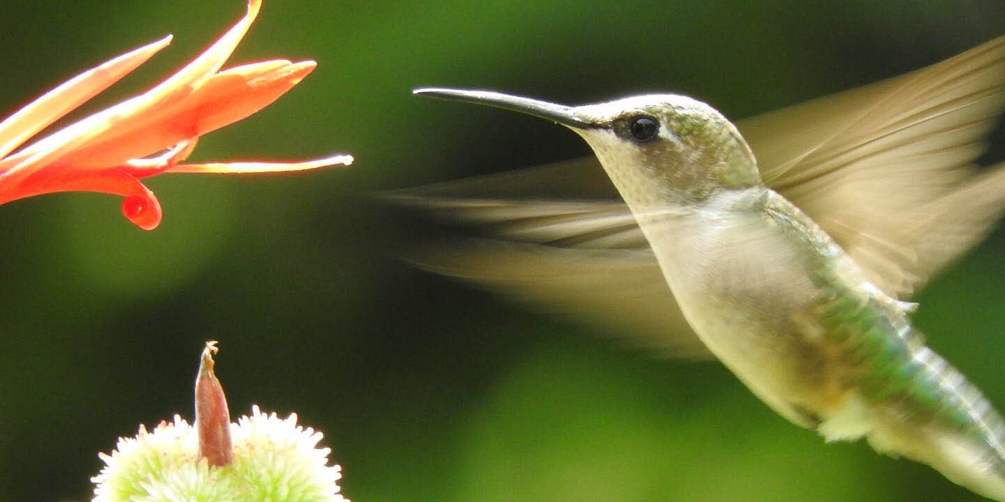 A ruby-throated hummingbird sips nectar from a flower.