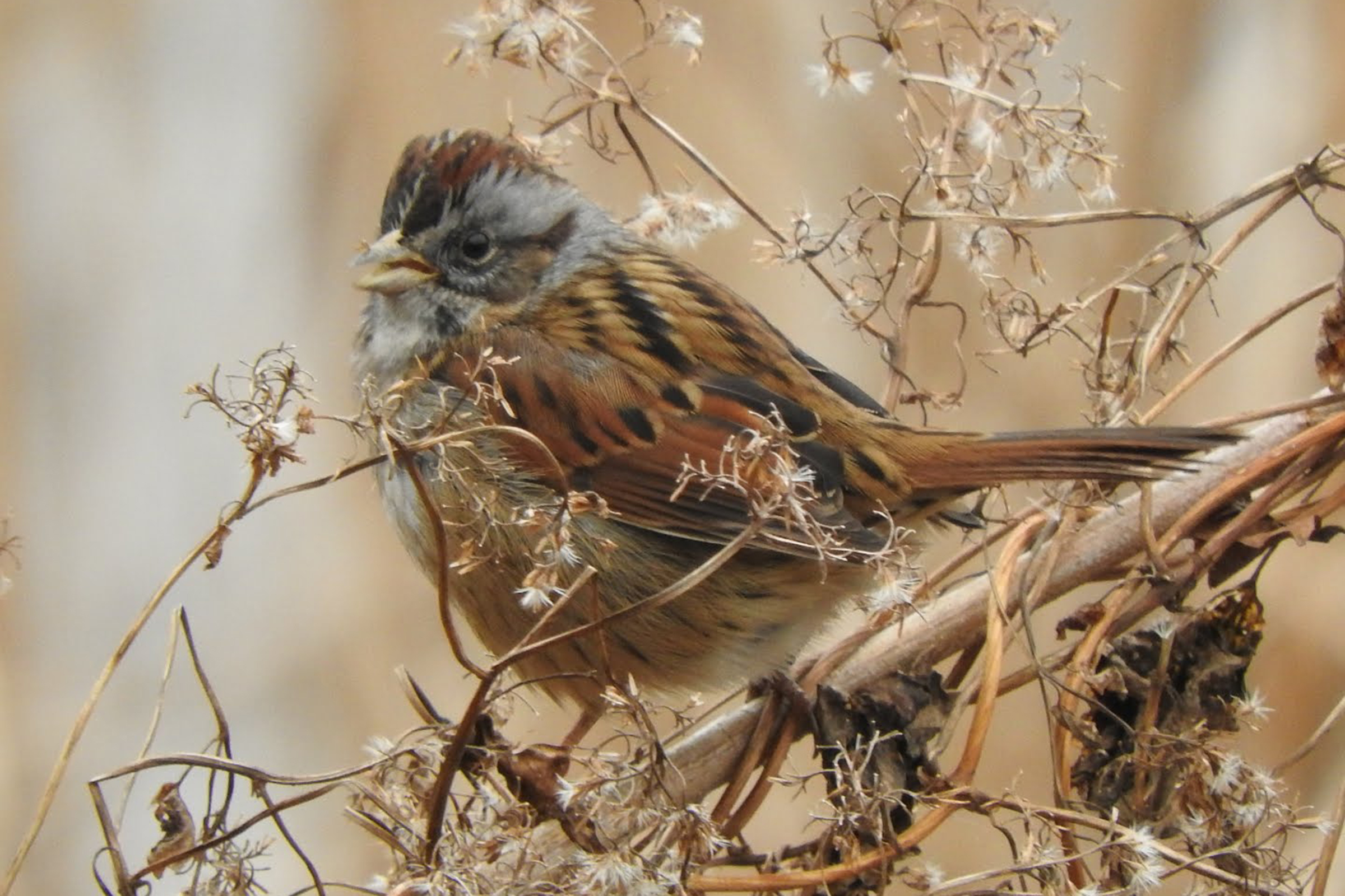 Swamp sparrow sitting on a branch with its mouth open and feathers fluffed.
