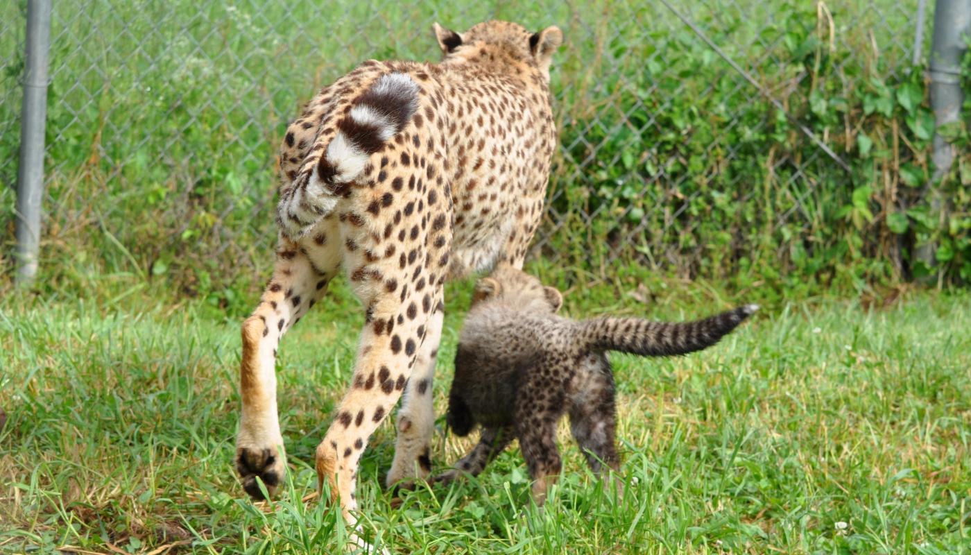 SCBI cheetah mother Hope and her cub in summer 2017.