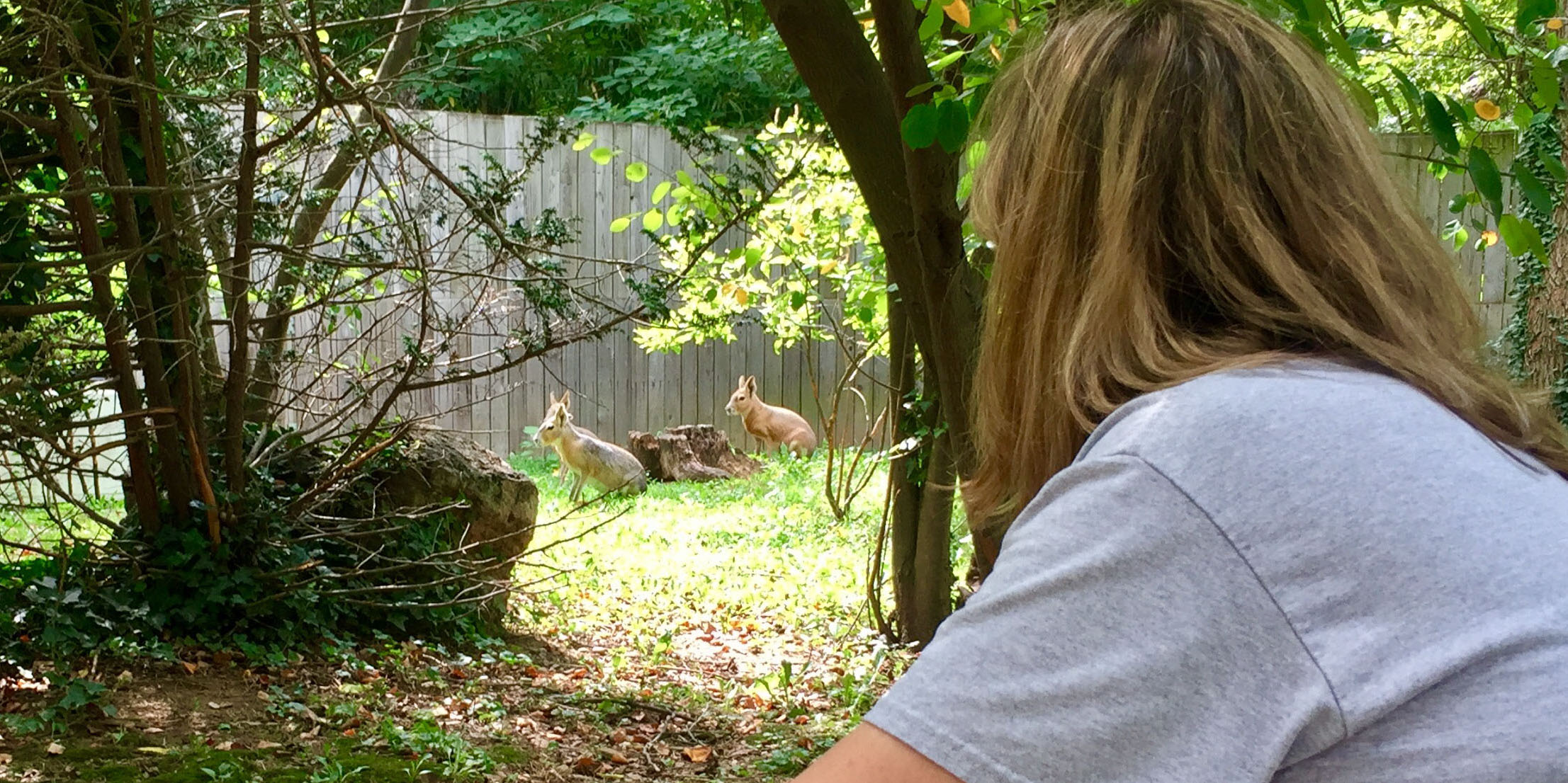 Animal keeper Dell Guglielmo watches the Zoo's Patagonian maras.
