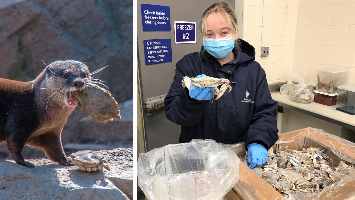 Commissary keeper Brittany Hudgins works in our refrigerated meat room and prepares blue crabs for our Asian small-clawed otter family.