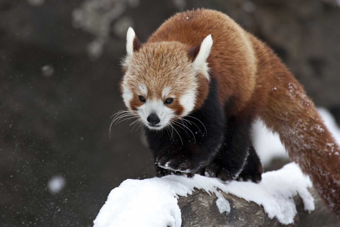 A red panda with thick fur, long whiskers, claws and a long, furry tail walks across a snow-covered branch