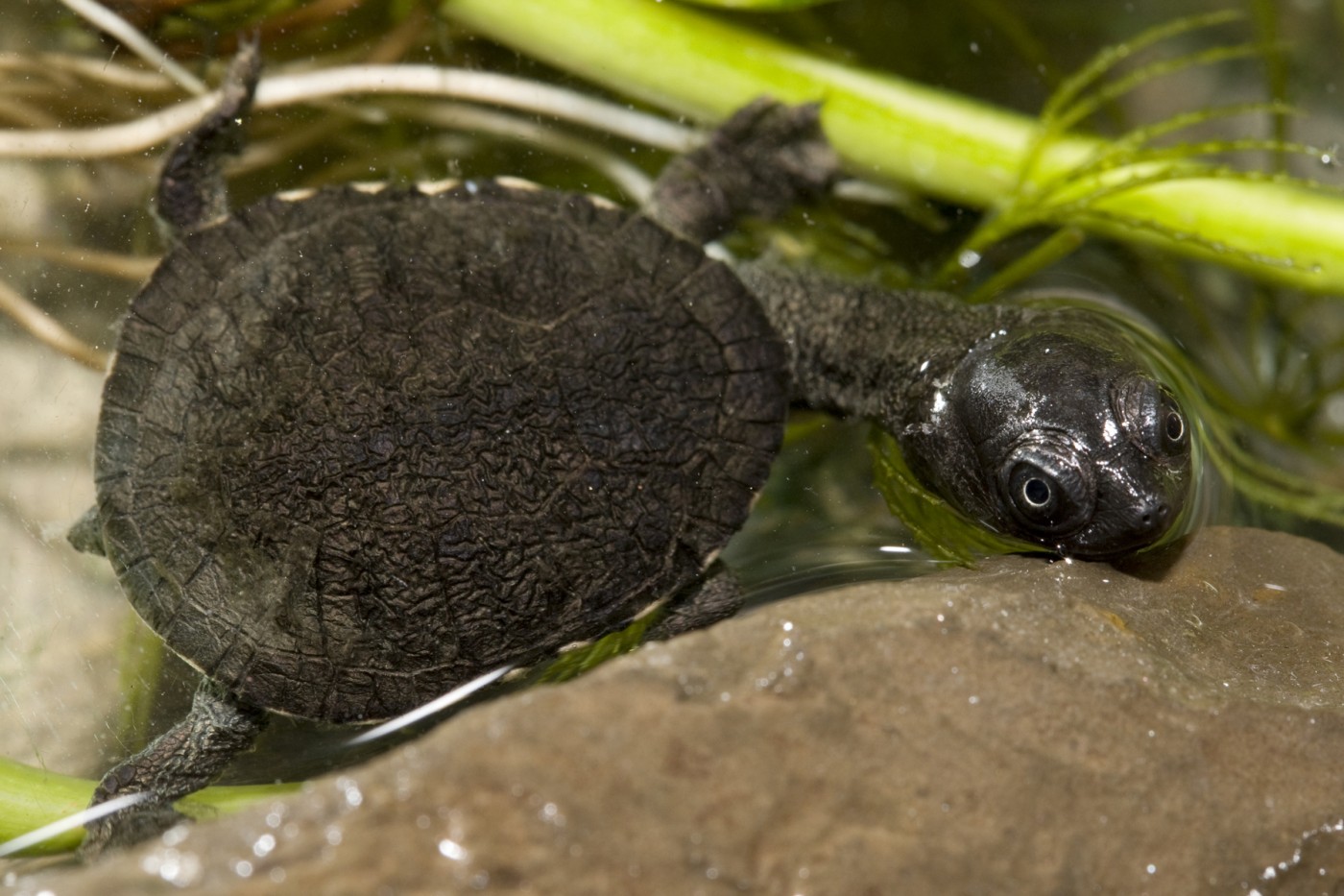 Snake-necked turtle hatchling in the water.