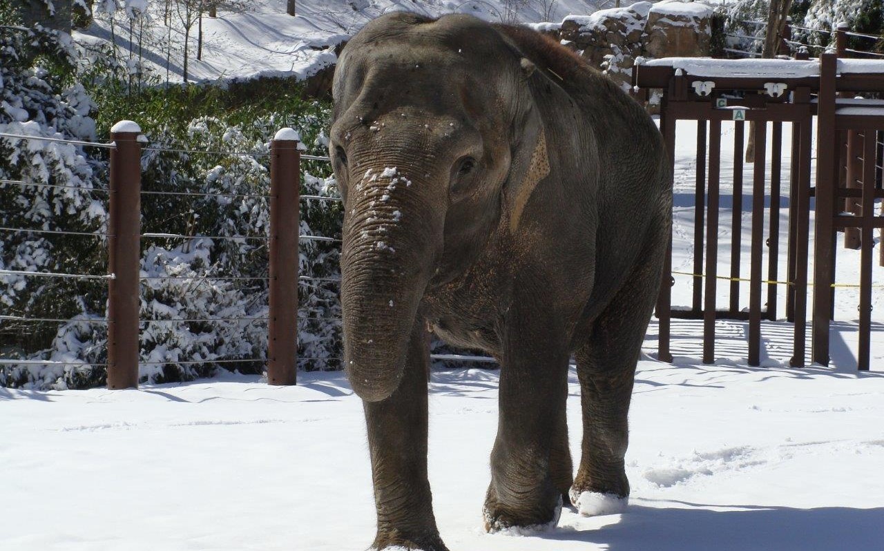Female Asian elephant, Swarna, walks through a snow covered ground. The yard's fence and gate to another yard are behind her. The snow is just deep enough to cover her feet and there is a dusting of snow on her trunk.