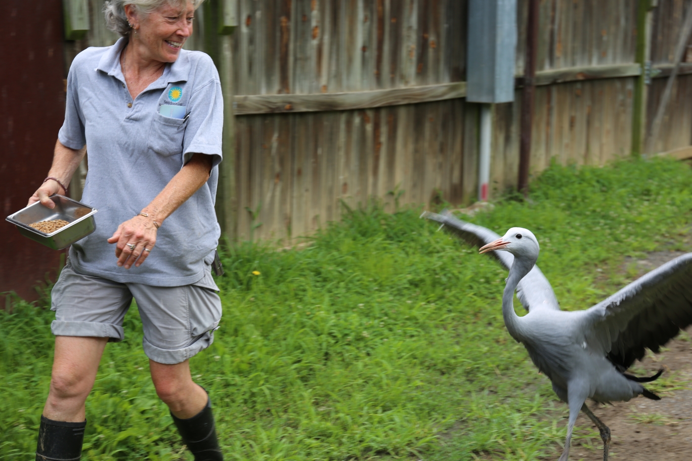 Bird House keeper Debi Talbott, who helped raise Alice, dances with her. Alice's version of "dancing" is jumping up and down and flapping her wings.