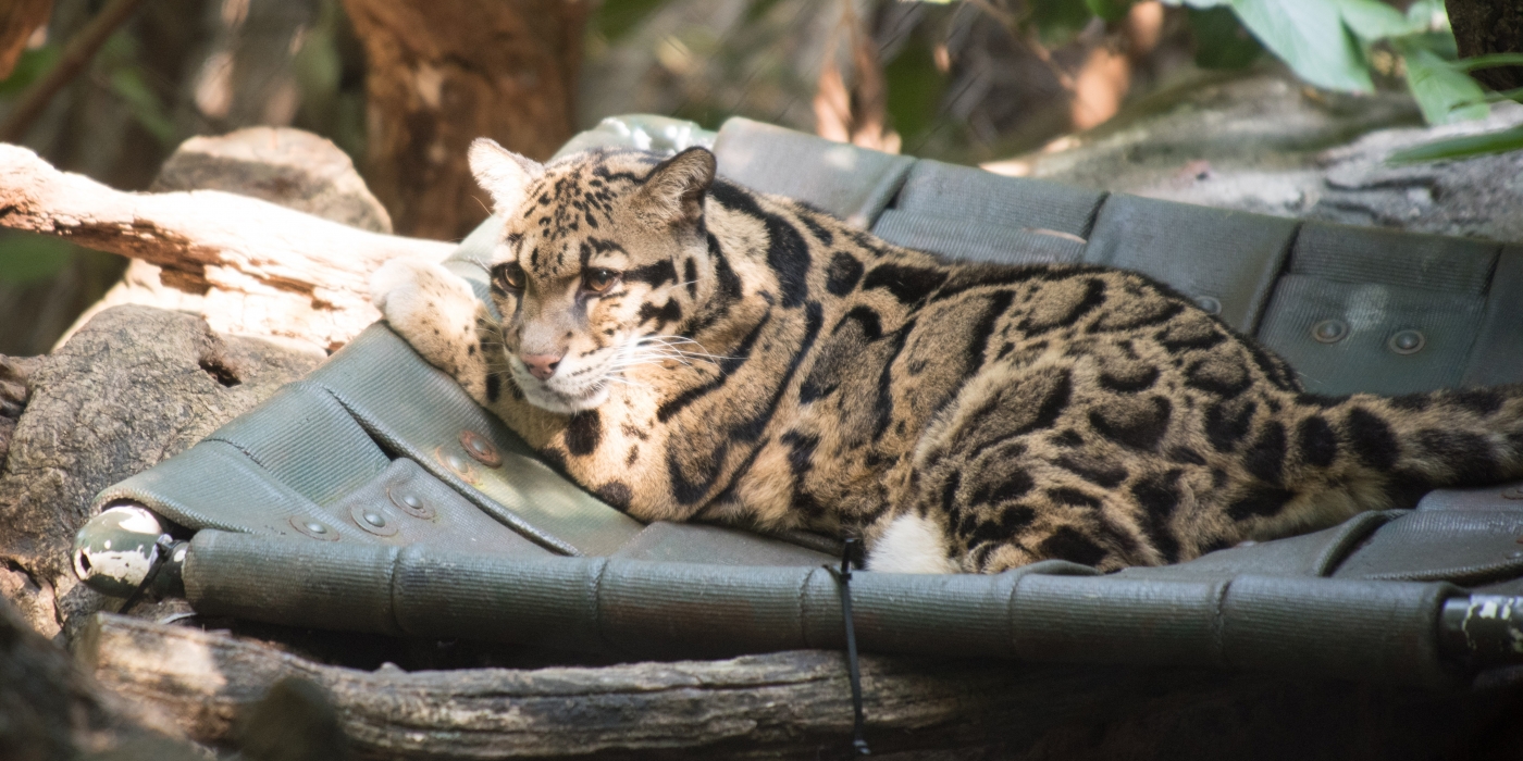 Clouded leopard Mook rests in a hammock at the Asia Trail Exhibit. She was humanely euthanized May 20 following an irreversible decline in health. Clouded Leopard Mook