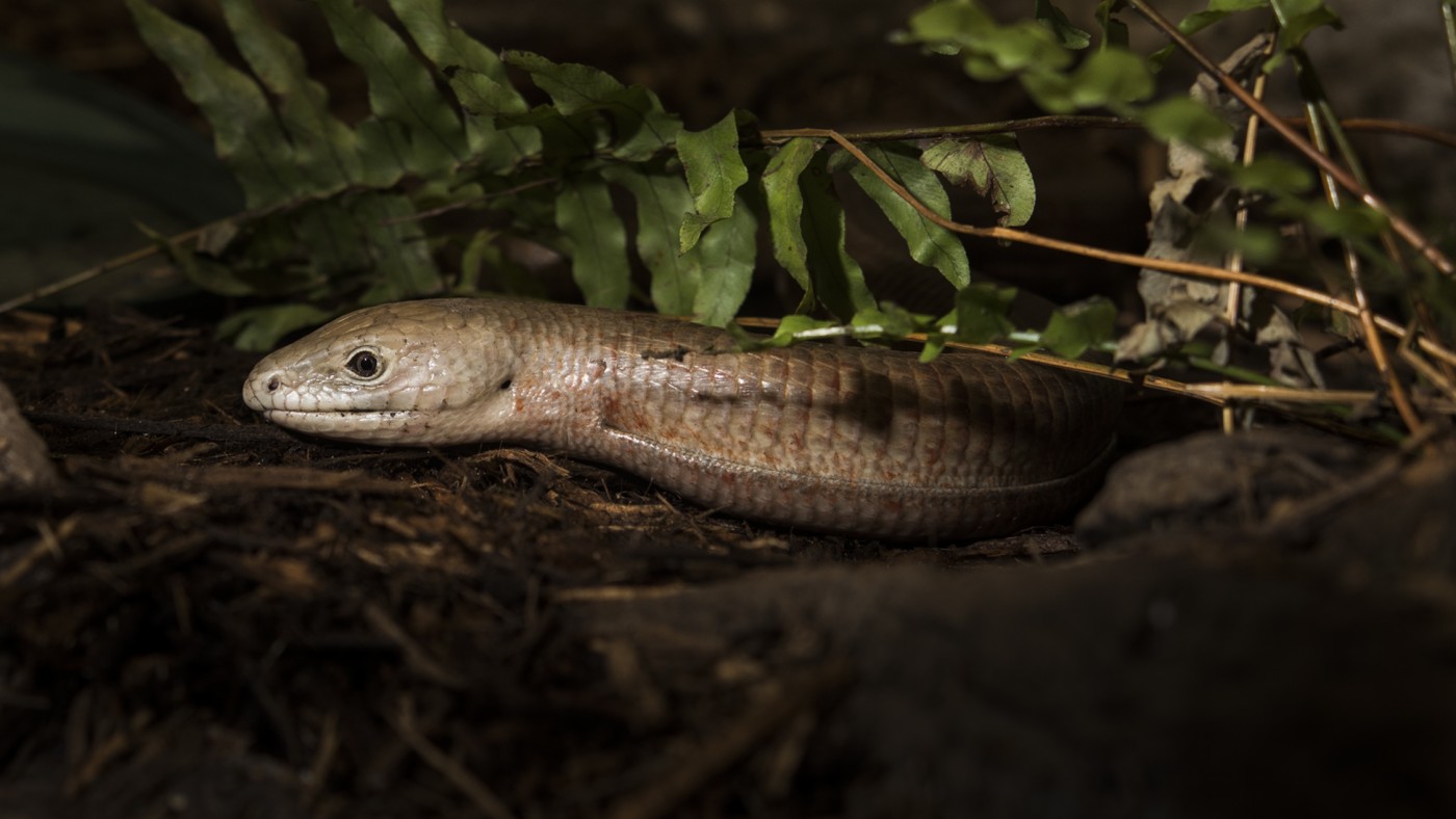 Glass lizard adult slithering along its exhibit.