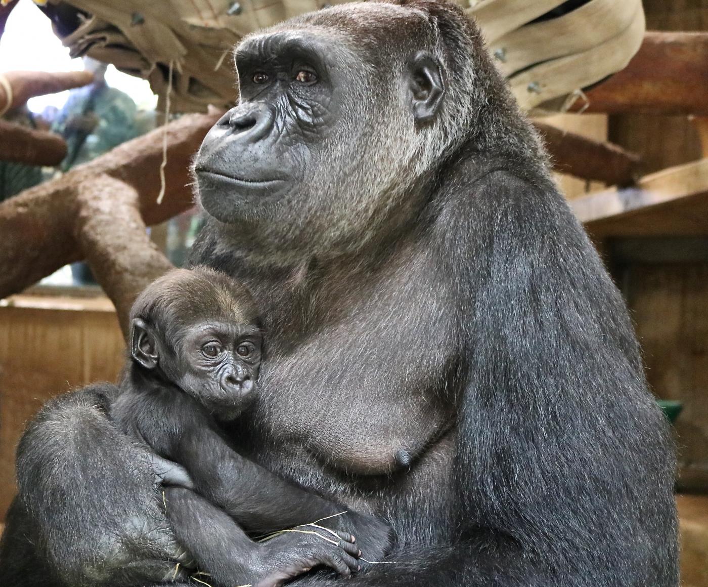 Calaya holds Moke, the Zoo's 10-week-old western lowland gorilla.