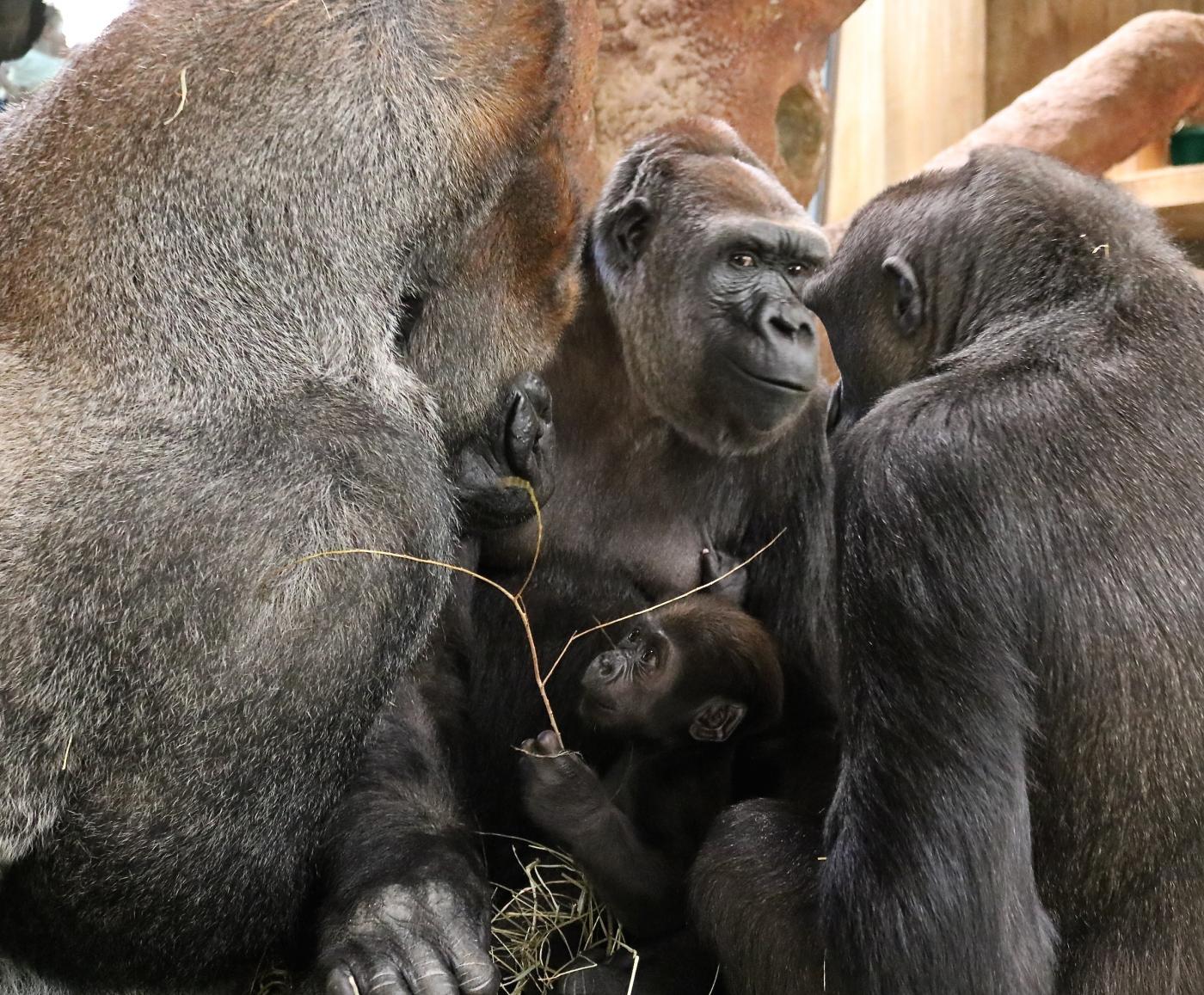 10-week-old Moke and his troop.
