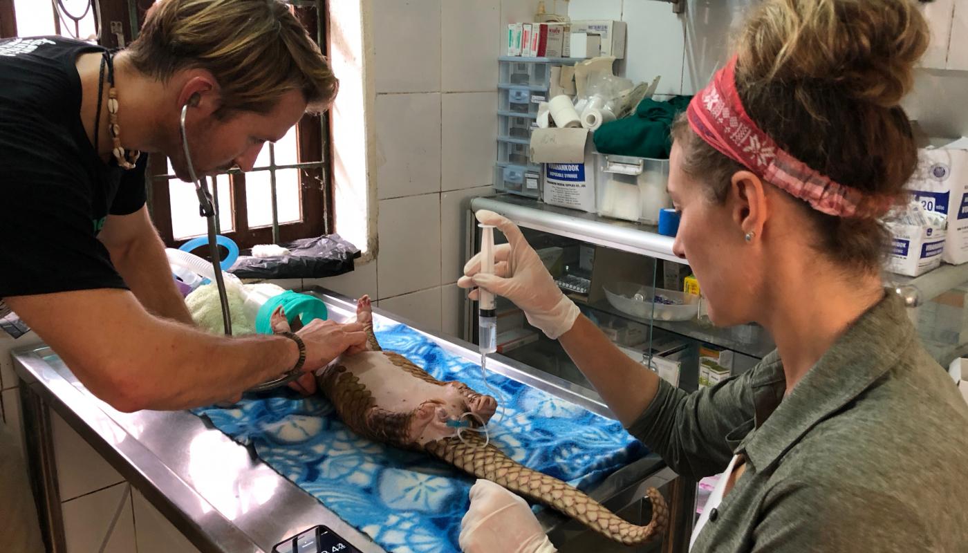 Saving Vietnam's Wildlife volunteers Jonathan Lorenzo and Erin Deavours administer treatment to a pangolin.