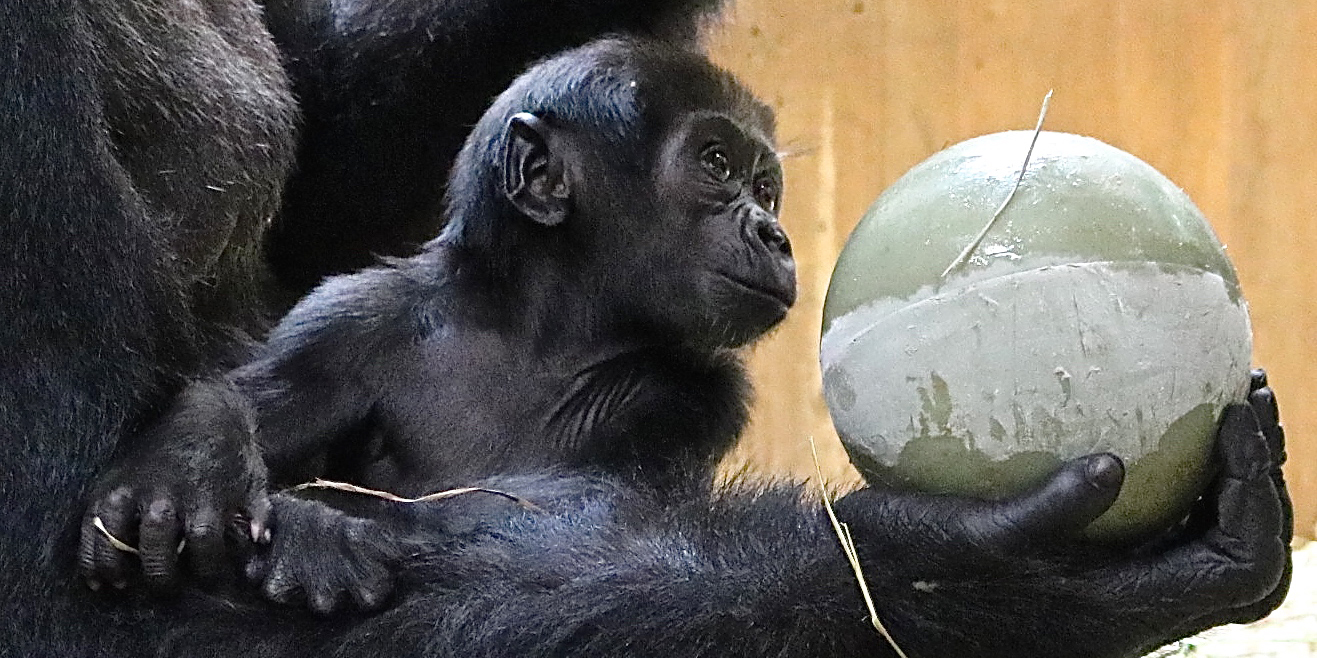 Moke examines calaya's enrichment puzzle feeder.