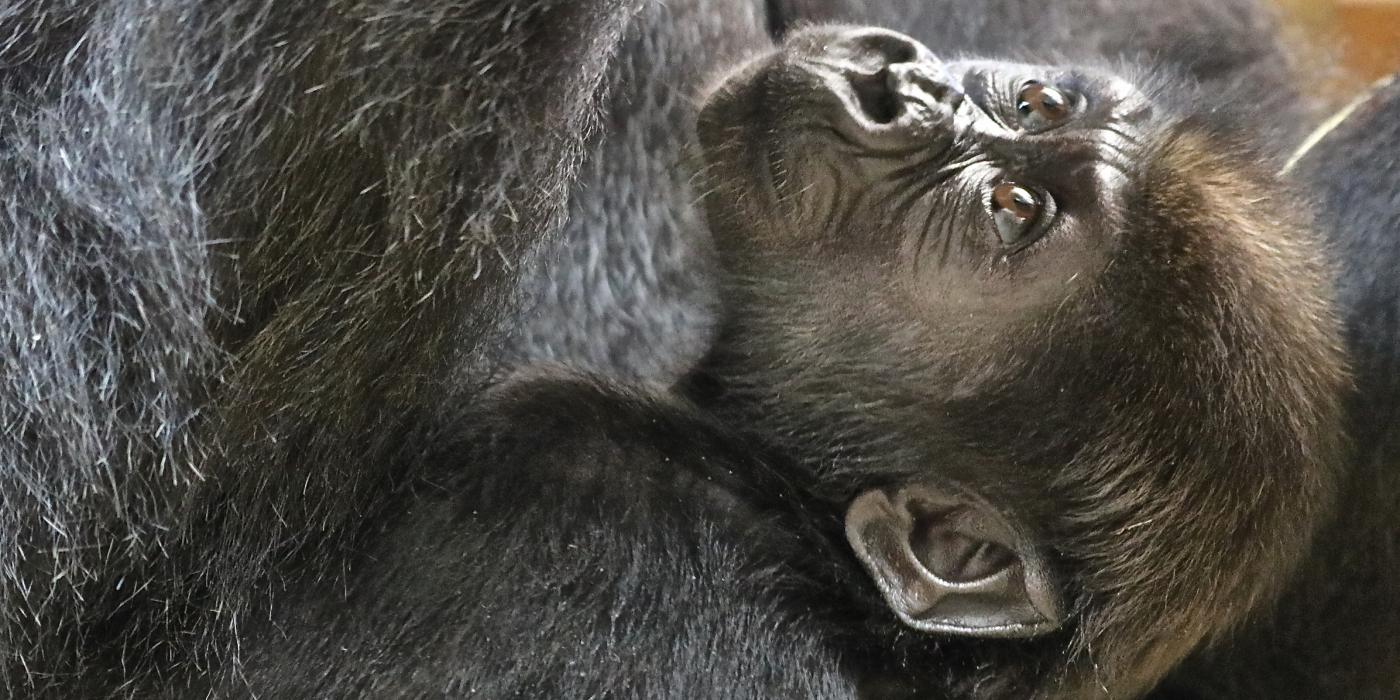 Western lowland gorilla Moke brown hair.