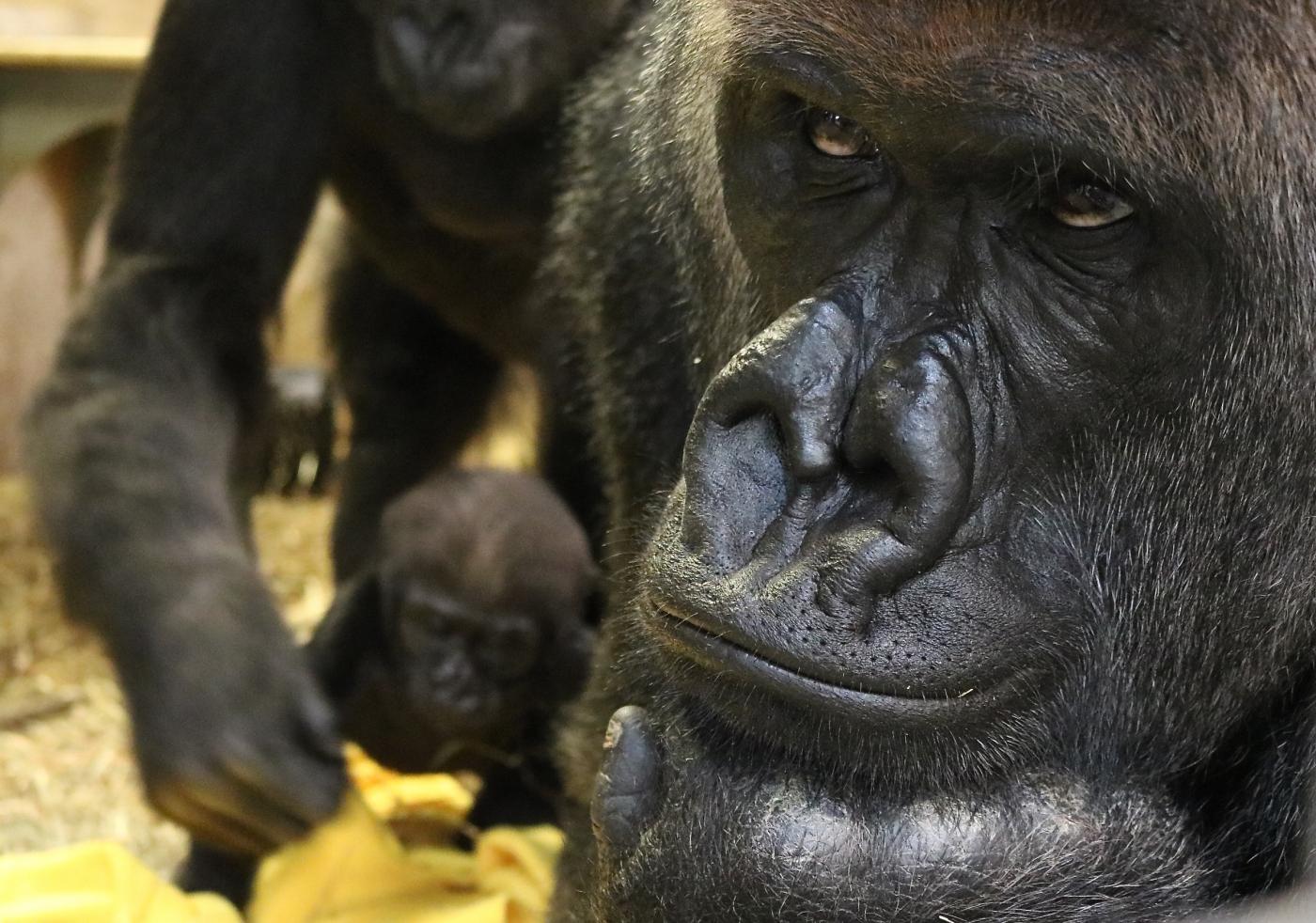 Baraka in foreground and Kibibi in background.