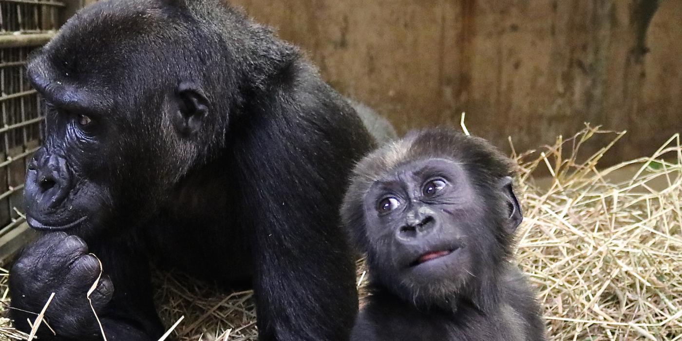 Gorillas Kibibi and Moke