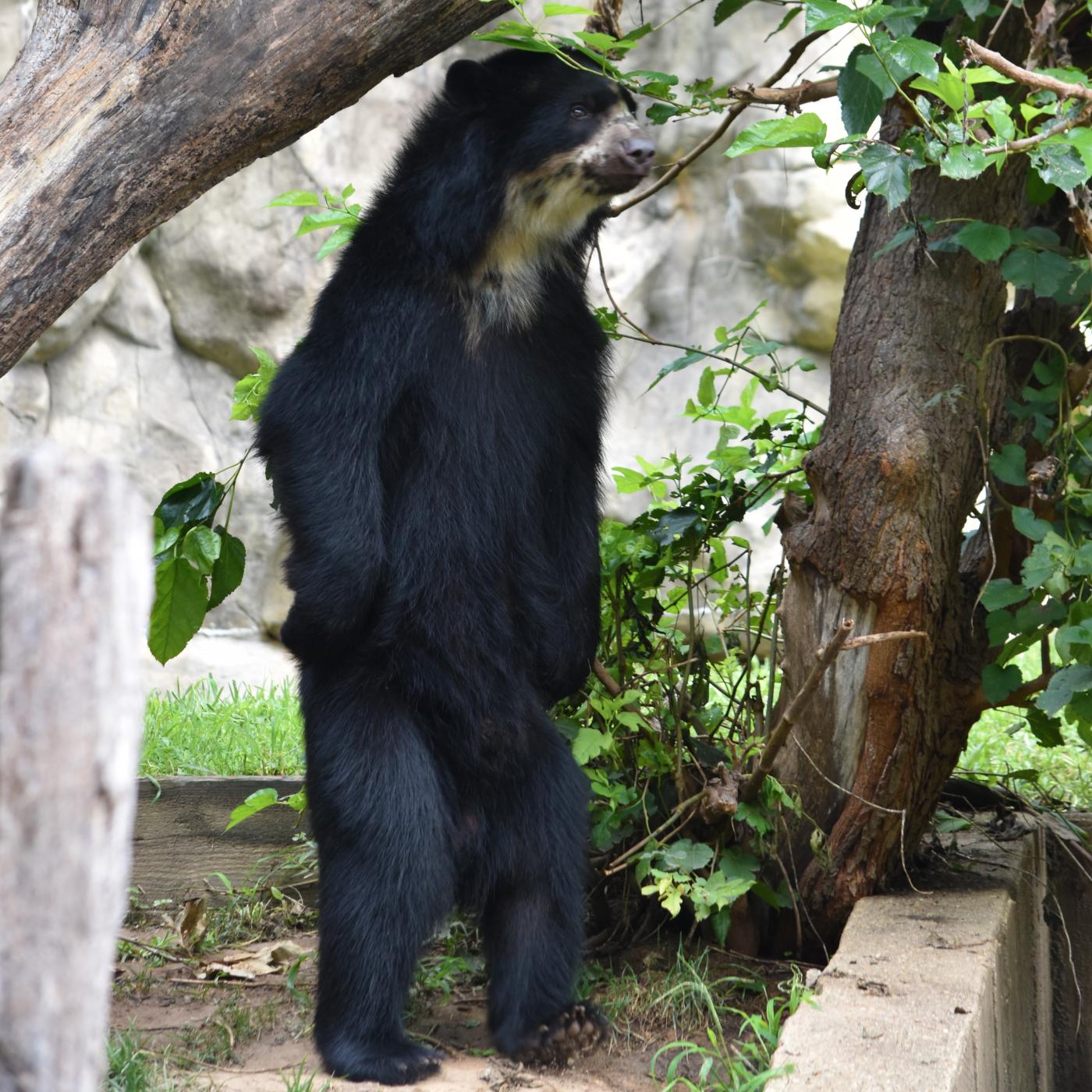 Andean bear Beorn standing up