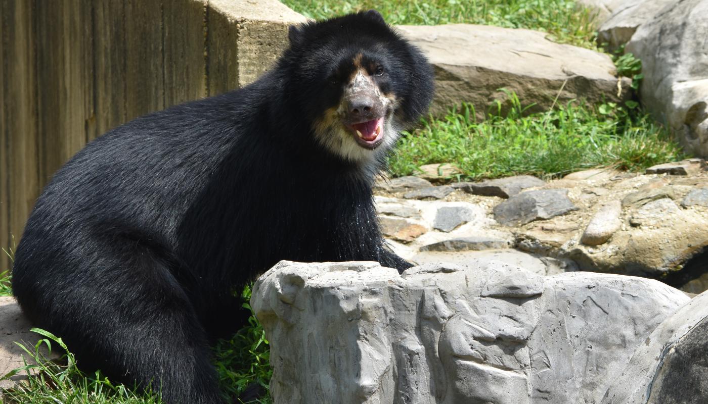 Andean bear Beorn explores his habitat