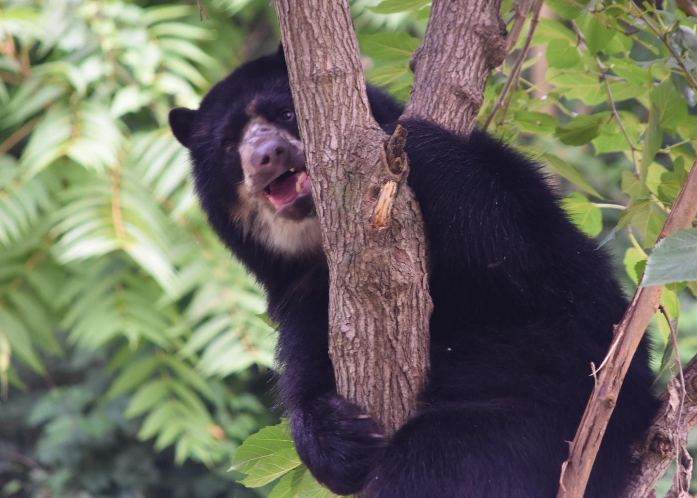 Andean bear Beorn in a tree