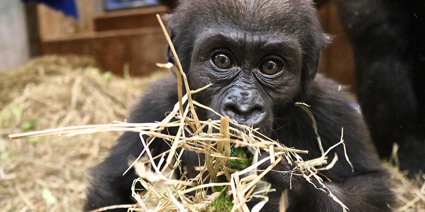 7-month-old Gorilla Moke foraging in the hay.
