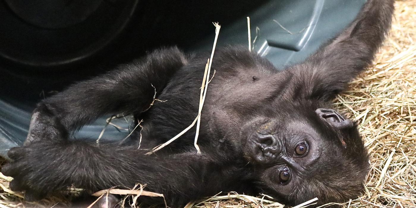 Western lowland gorilla infant Moke plays in a rubber tub for enrichment.