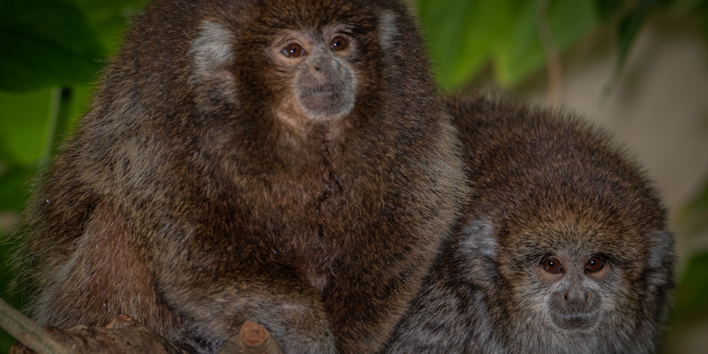 Titi monkeys Henderson (left) and Kingston (right) at Amazonia.