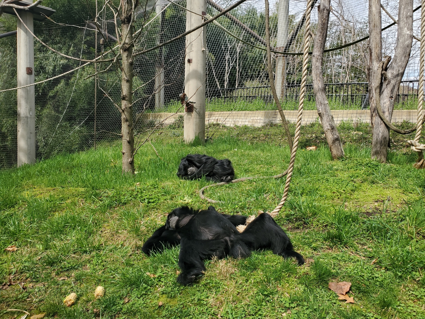 Siamangs Bradley and Ronnie lounging in the sun.