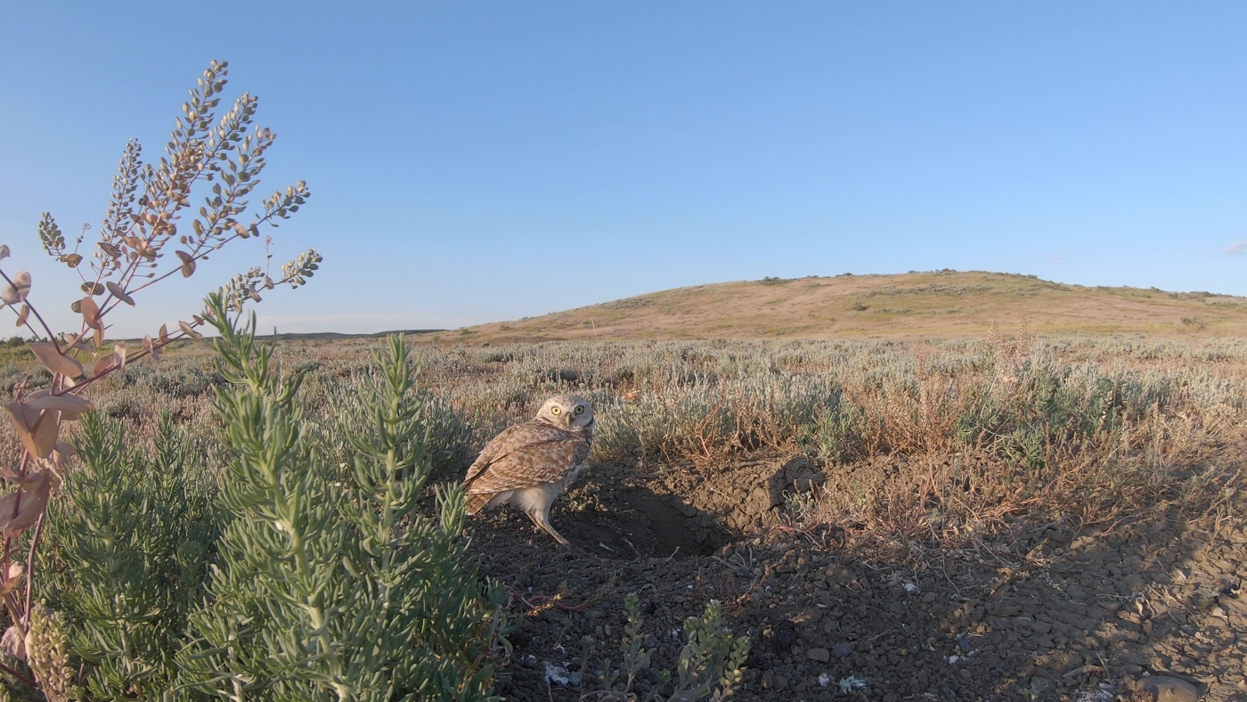 A small owl, called a burrowing owl, stands on the ground in Montana's prairie just outside the entrance to a burrow dug by a prairie dog.