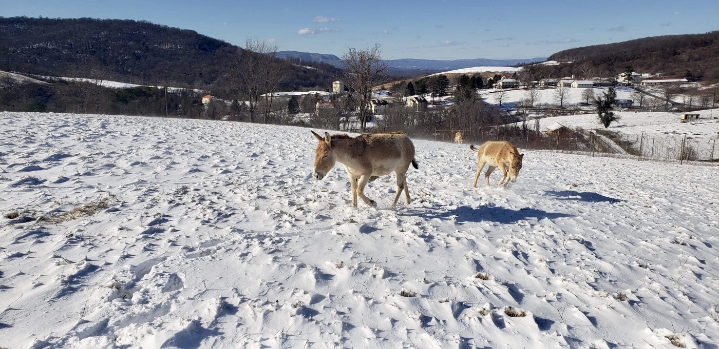 Persian onagers in their pasture in the snow.