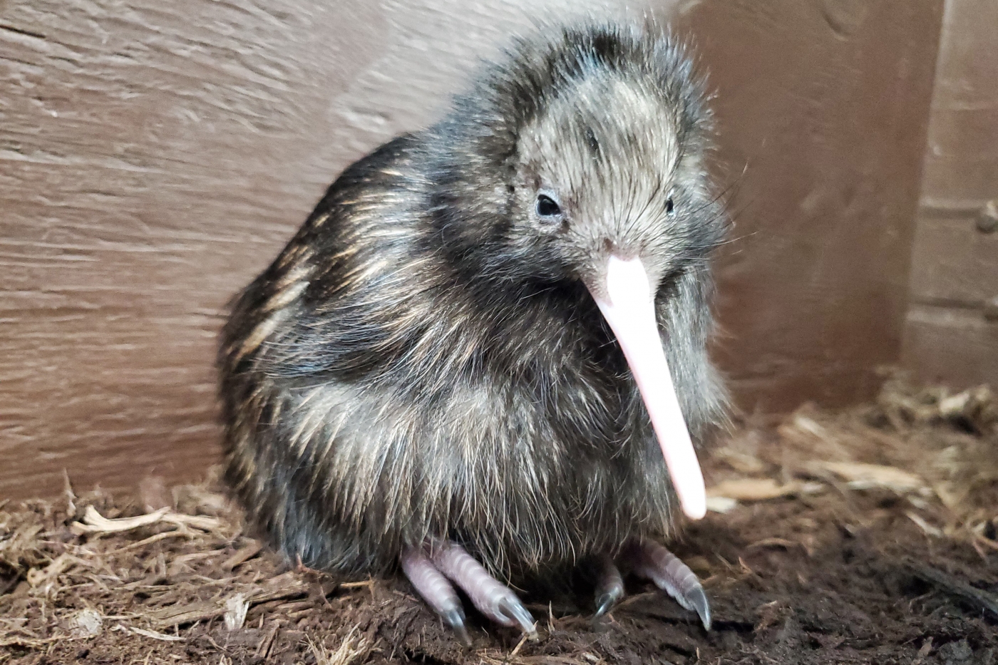 A wee kiwi! This chick hatched April 28 at the Smithsonian Conservation Biology Institute.