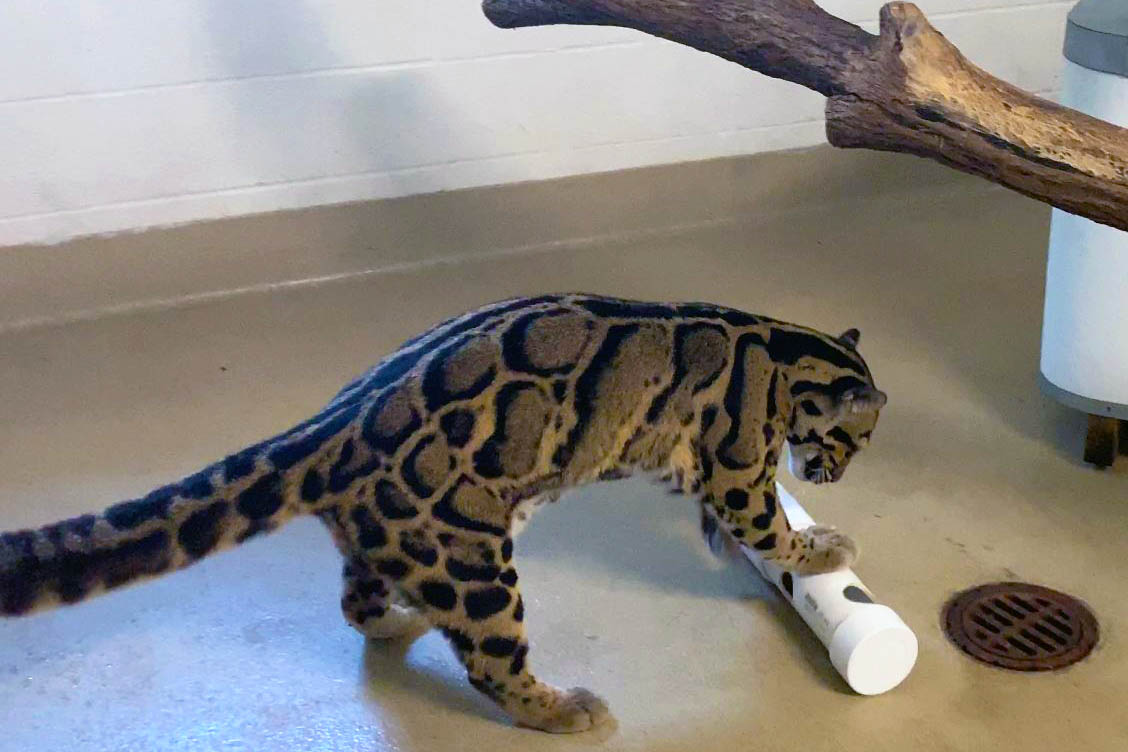 Clouded leopard Ariel rolls a puzzle feeder to get the meatballs hidden inside.