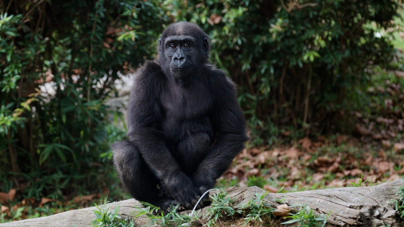 Western lowland gorilla Moke perches atop a log in his outdoor enclosure at the Great Ape House.