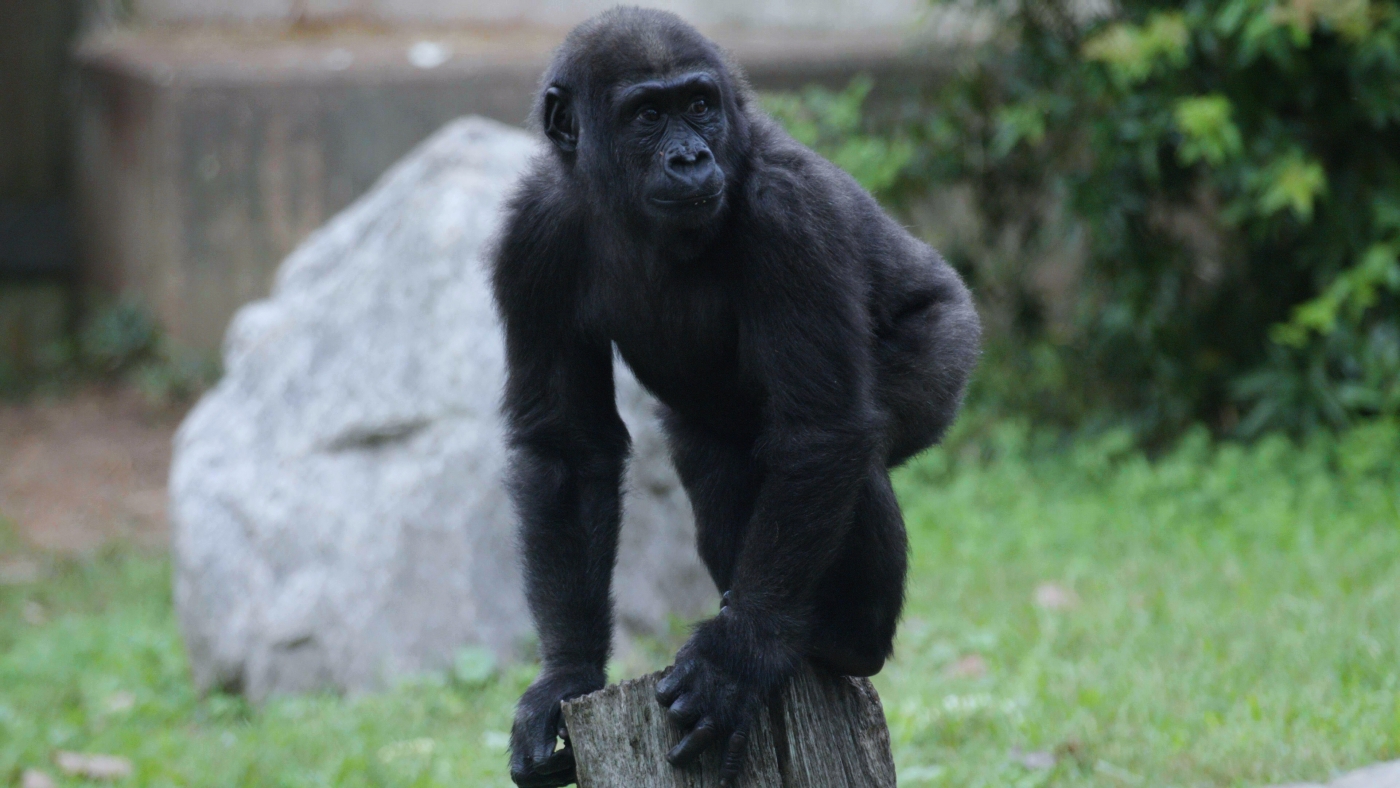 Gorilla Moke perched atop a log in his outdoor yard.