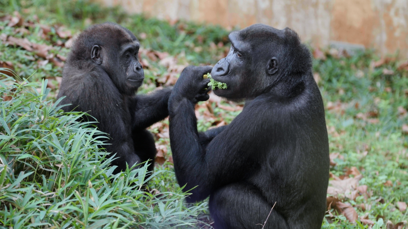 Moke (L) and Kibibi (R) share some lettuce in the outdoor yard.