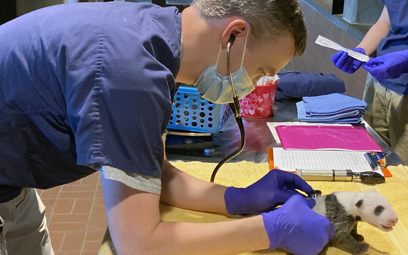 Zoo veterinarian Dr. James Steeil listens to the 29-day-old giant panda's heart and lungs.