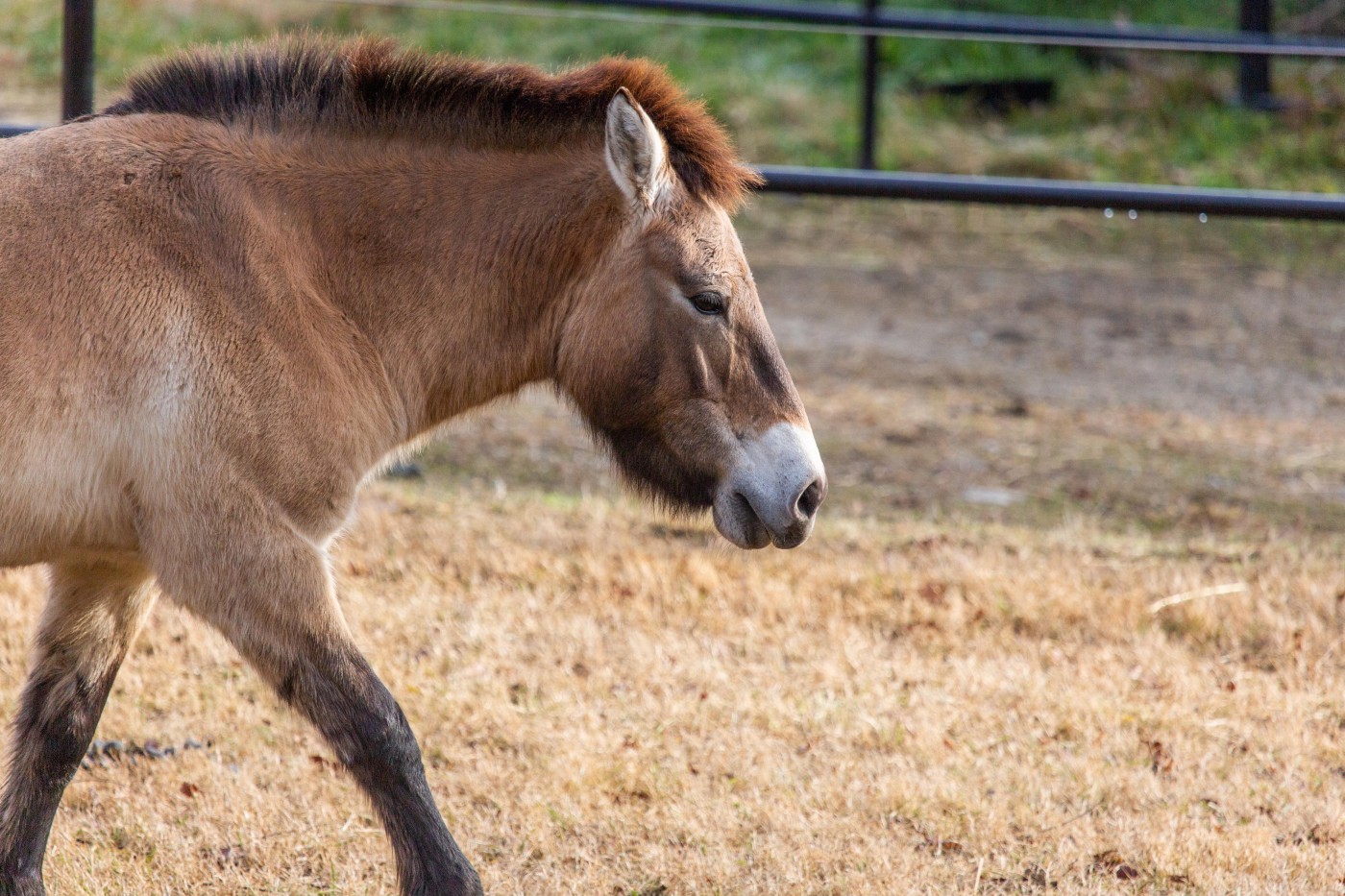 Side profile of Przewalski's horse Barbie walking through her outdoor exhibit.