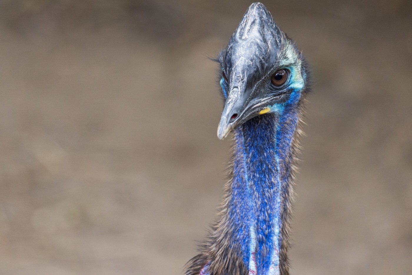 A close-up of a southern cassowary's neck, face and casque.