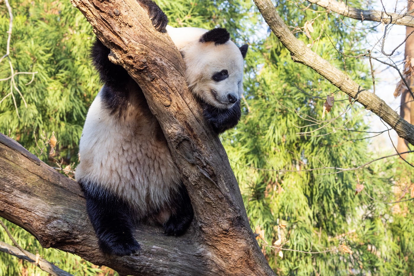 Giant panda Tian Tian rests in a tree in his outdoor habitat.