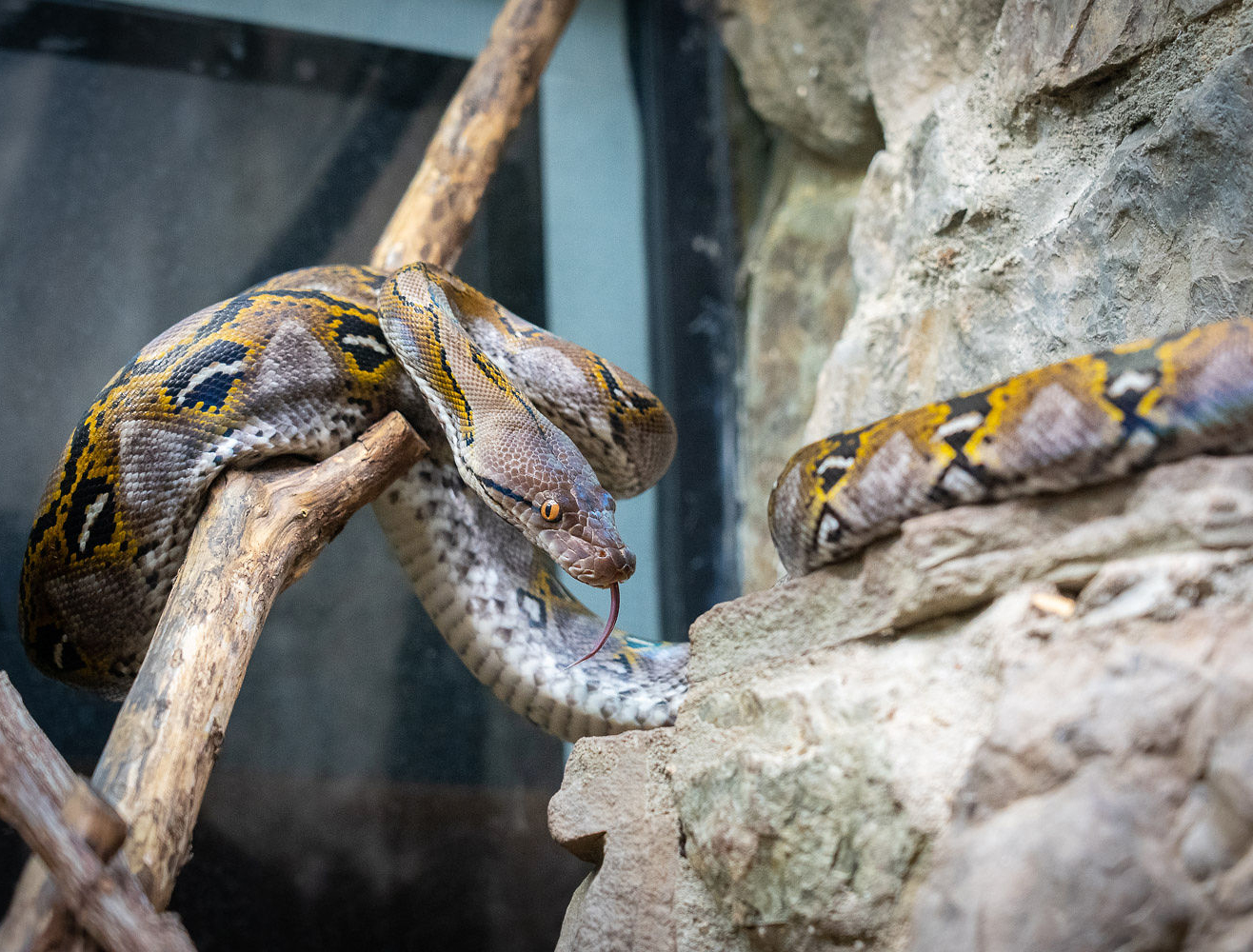 Reticulated python in a tree.