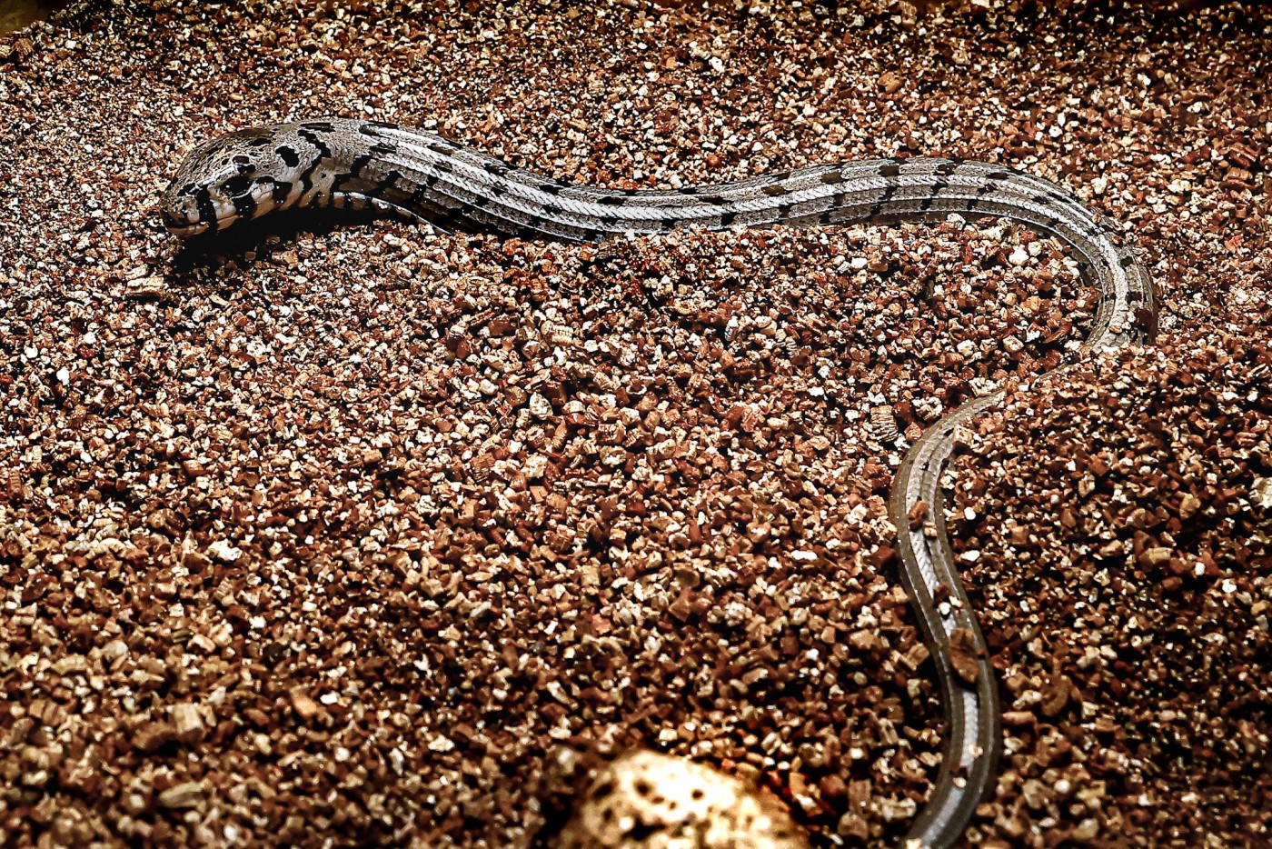 European glass lizard hatchling next to its egg.