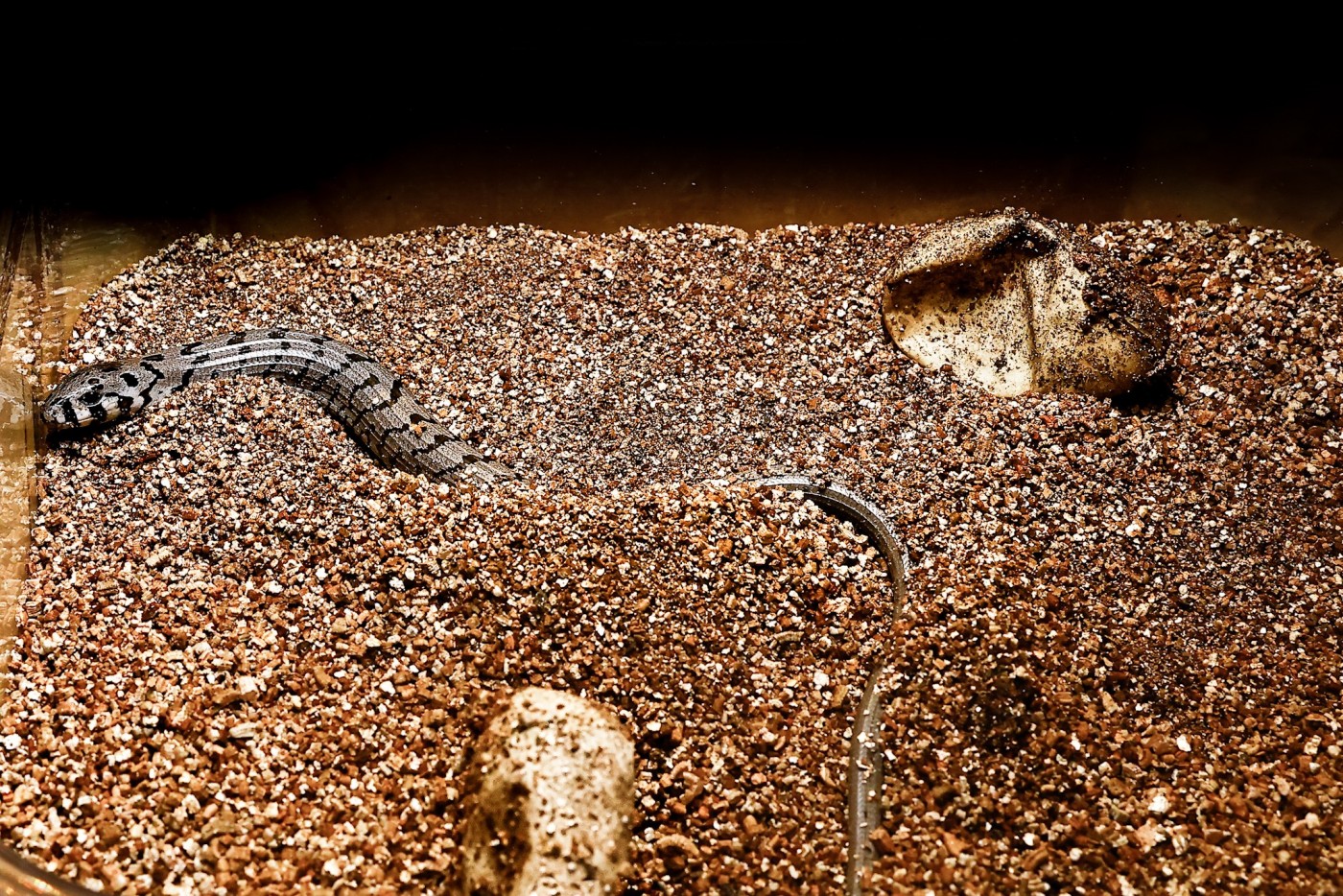 European glass lizard hatchling next to its egg.