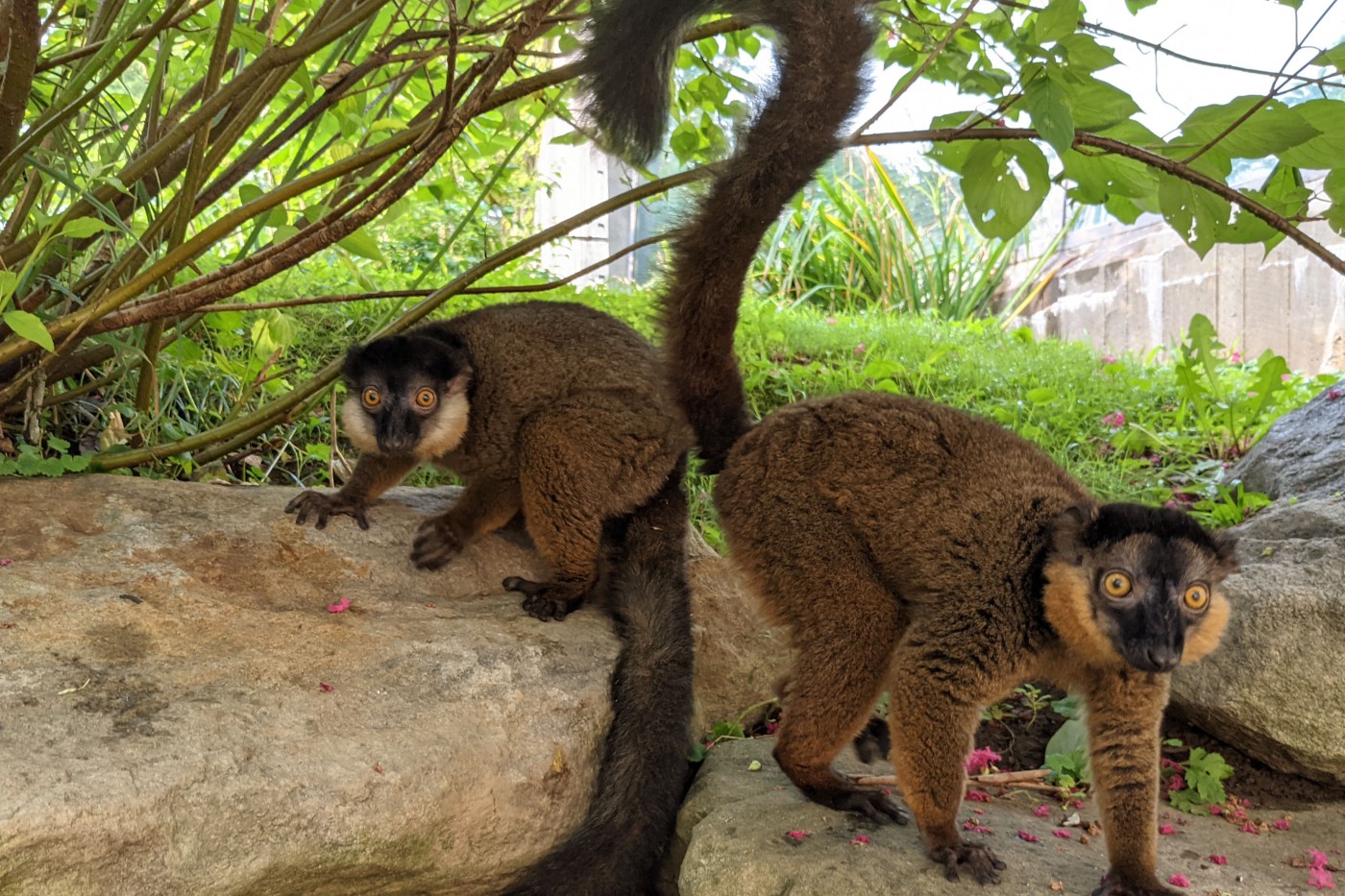Collared lemurs Beemer (left) and Bentley (right) standing on top of a rock.
