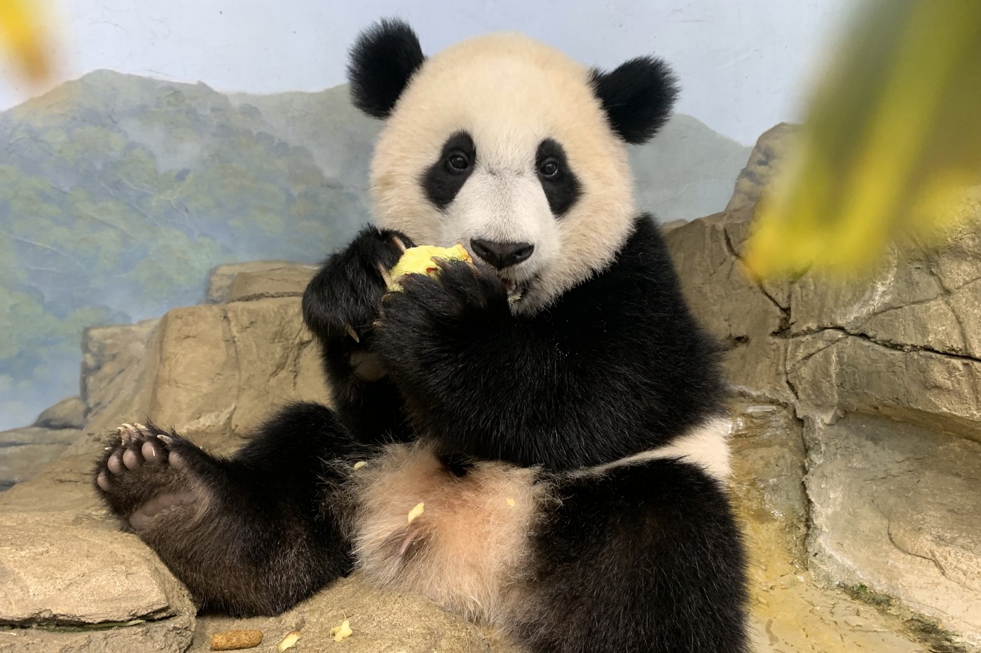 As of July 28, 2021, Xiao Qi Ji tipped the scales at 58 pounds! In this photo, he is eating an apple. Giant panda cub Xiao Qi Ji sits atop the rockwork eating an apple.